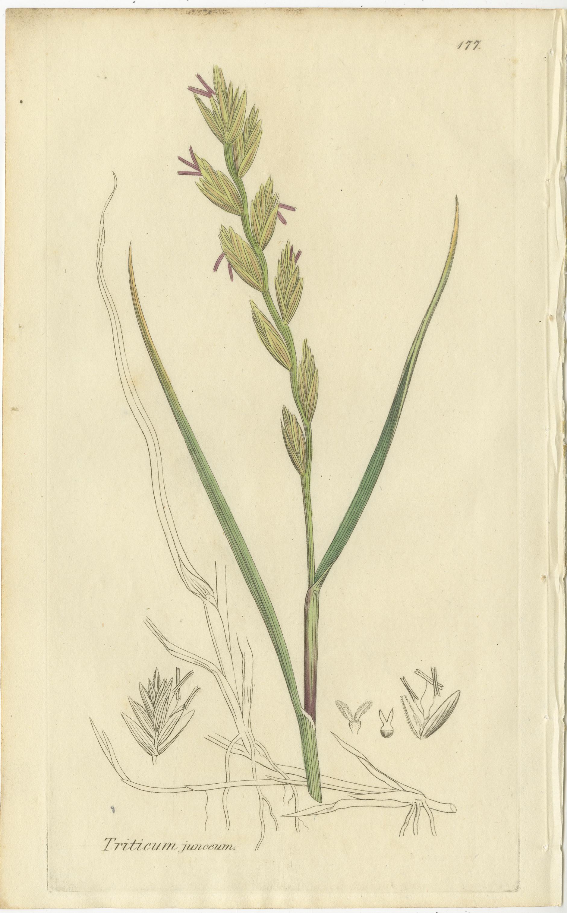 Satz von 8 antiken botanischen Kupferstichen von Weizen, Gerste und Weidelgras, um 1830

Dieser Satz von acht botanischen Stichen aus dem frühen neunzehnten Jahrhundert zeigt mehrere wichtige europäische Getreide- und Weidegräser, darunter Triticum