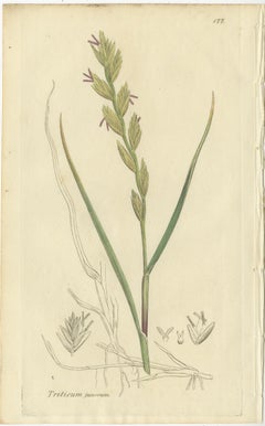 Set of 8 Antique Botanical Engravings of Wheat, Barley and Ryegrasses, c.1830
