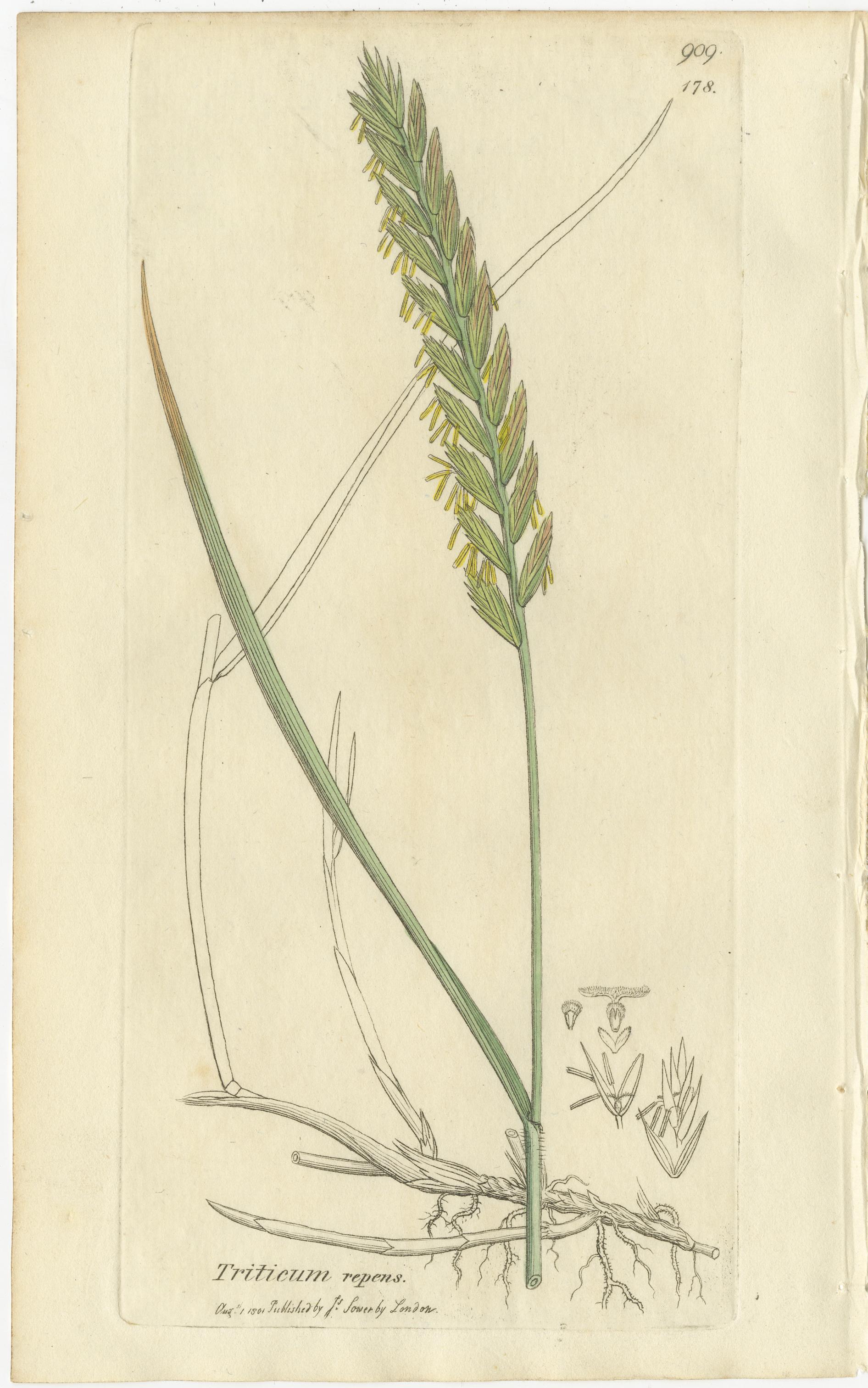 Satz von 8 antiken botanischen Kupferstichen von Weizen, Gerste und Weidelgras, um 1830 (Britisch) im Angebot