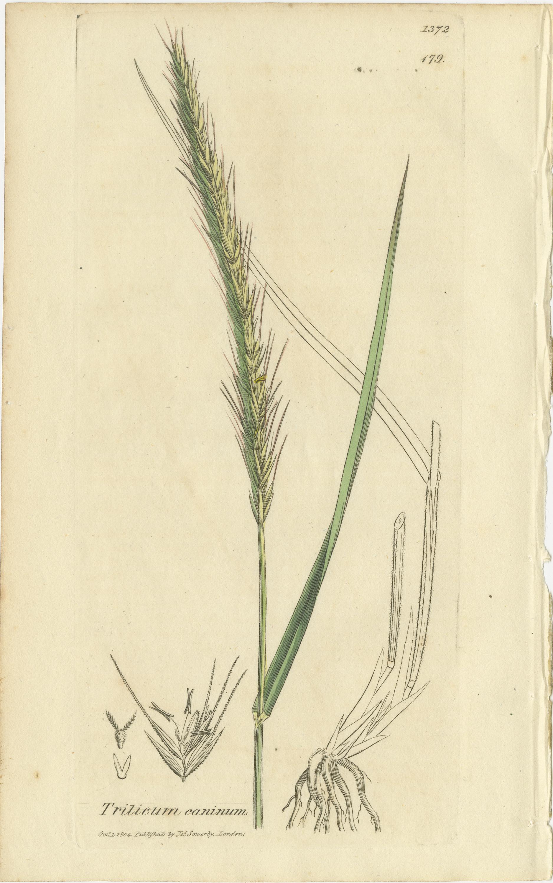 Satz von 8 antiken botanischen Kupferstichen von Weizen, Gerste und Weidelgras, um 1830 (Graviert) im Angebot