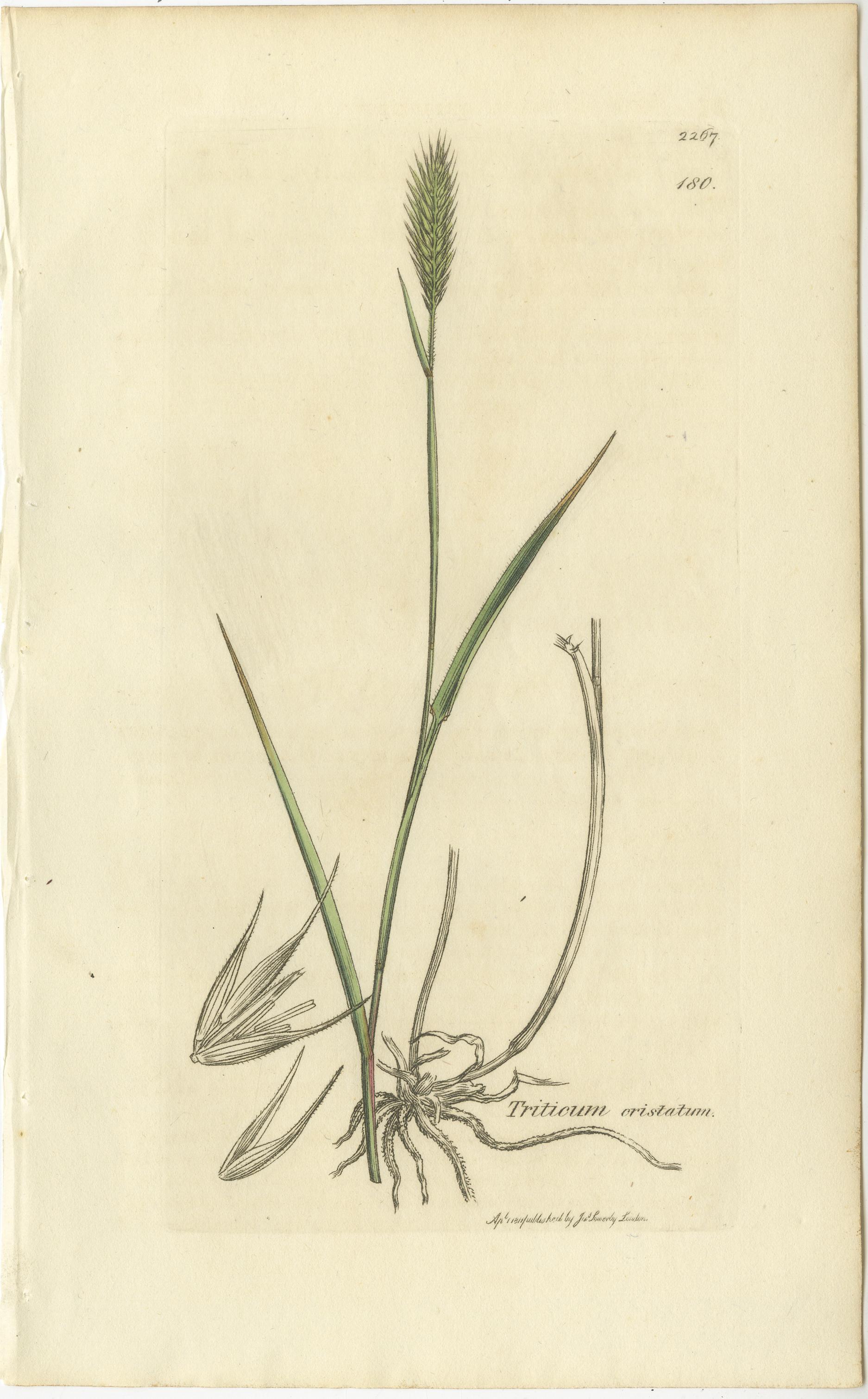 Satz von 8 antiken botanischen Kupferstichen von Weizen, Gerste und Weidelgras, um 1830 im Zustand „Gut“ im Angebot in Langweer, NL