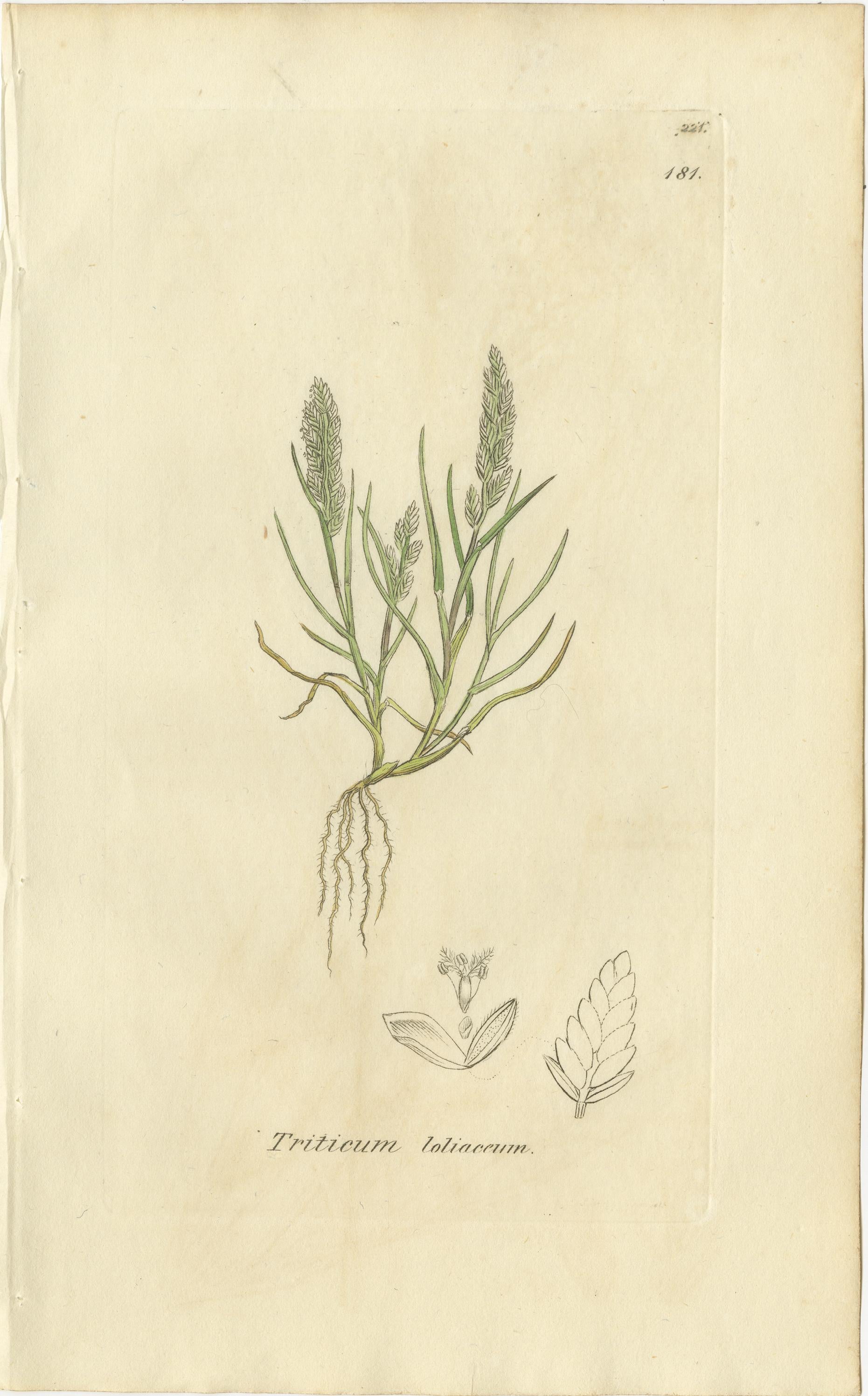 Satz von 8 antiken botanischen Kupferstichen von Weizen, Gerste und Weidelgras, um 1830 (Mittleres 19. Jahrhundert) im Angebot