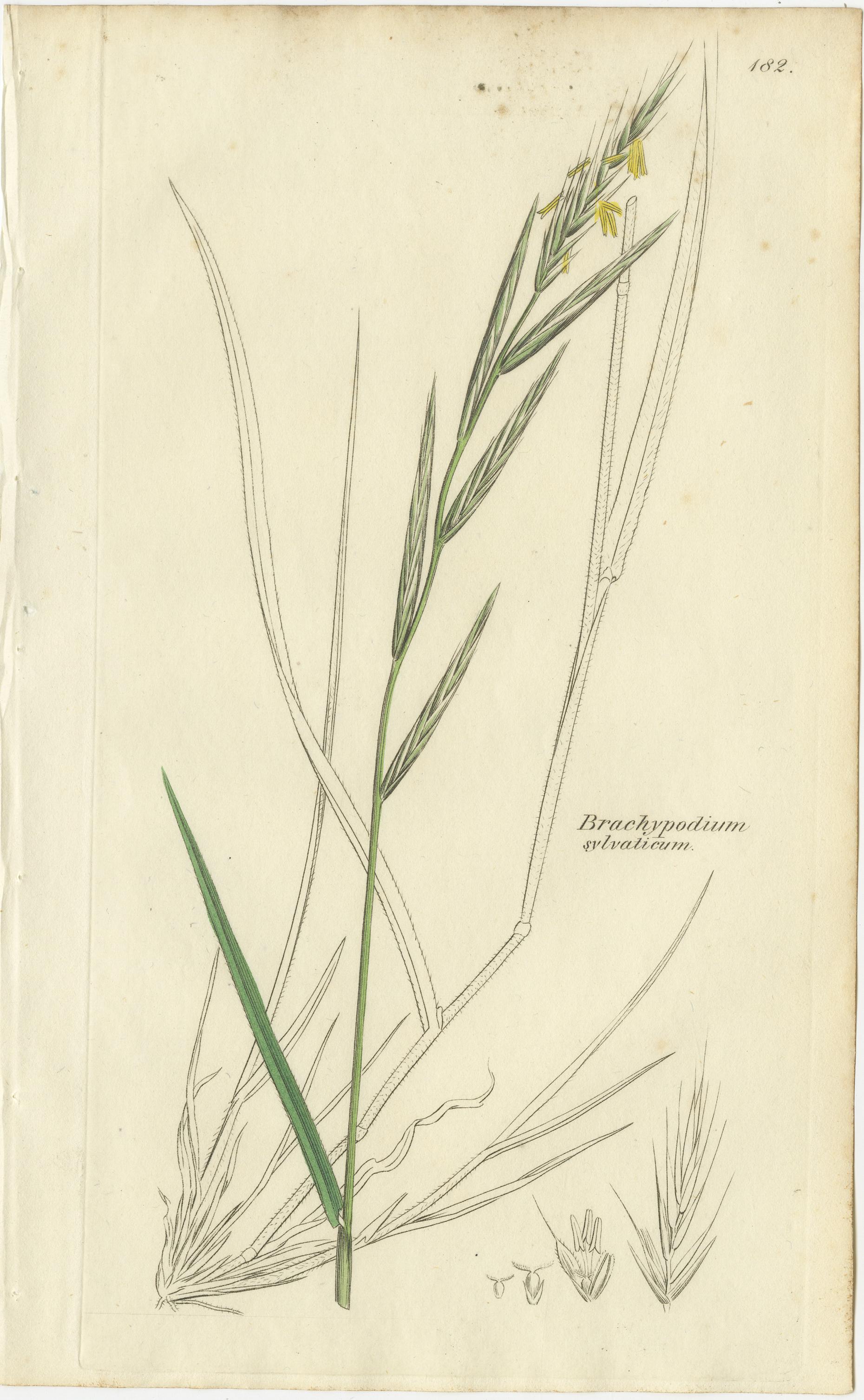 Satz von 8 antiken botanischen Kupferstichen von Weizen, Gerste und Weidelgras, um 1830 (Papier) im Angebot