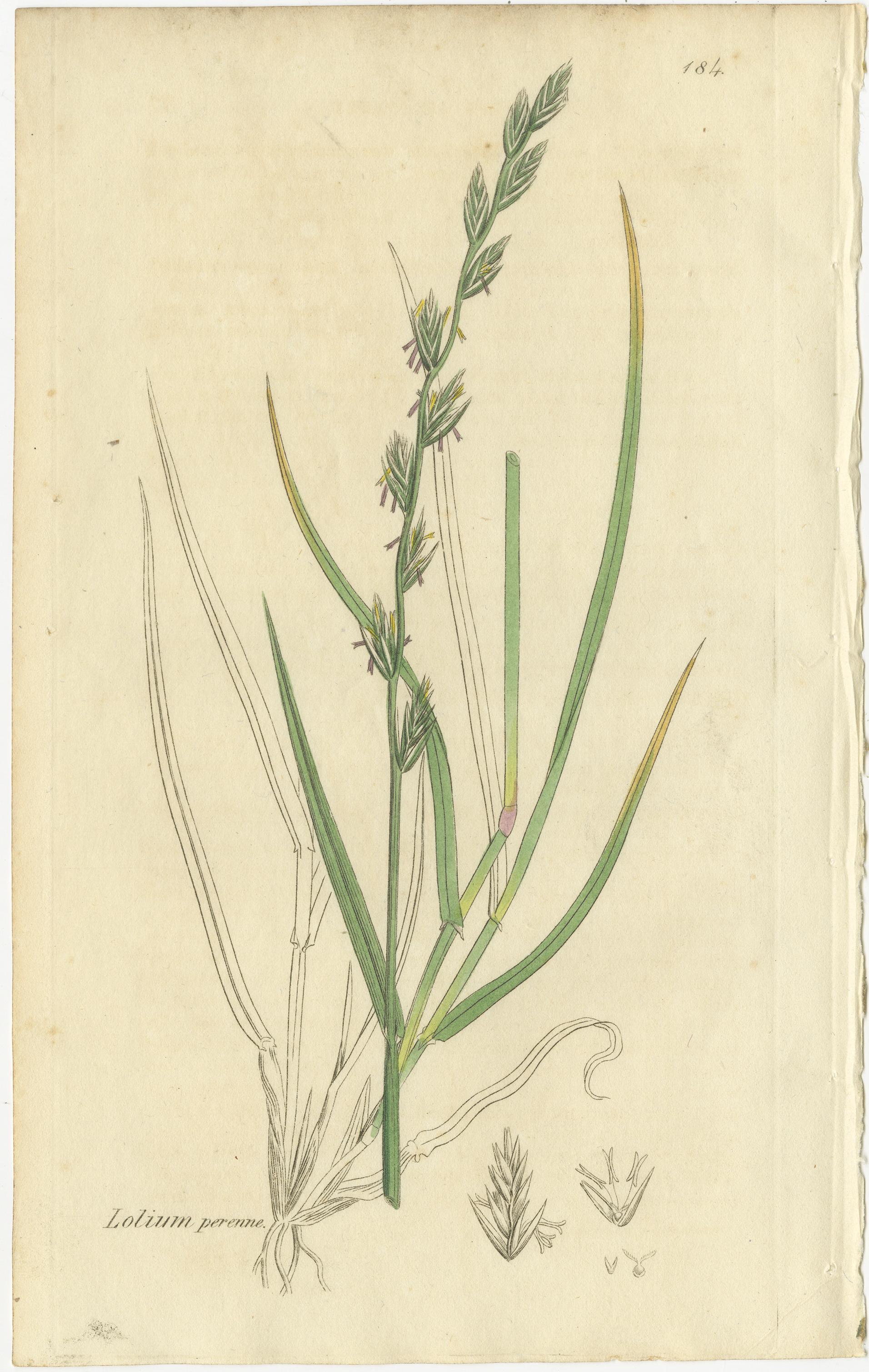 Satz von 8 antiken botanischen Kupferstichen von Weizen, Gerste und Weidelgras, um 1830 im Angebot 2