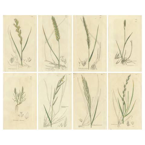 Set of 8 Antique Botanical Engravings of Wheat, Barley and Ryegrasses, c.1830