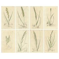 Conjunto de 8 Grabados Botánicos Antiguos de Trigo, Cebada y Raygrass, c.1830