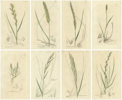Set of 8 Antique Botanical Engravings of Wheat, Barley and Ryegrasses, c.1830