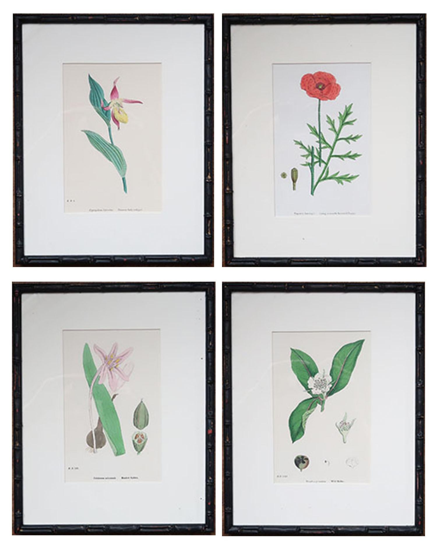 Wonderful set of 15 antique botanical prints in exquisite colors.

Presented in our own custom made ebonized faux bamboo frames.

Stone lithographs. After Hooker. Original hand color.

Published 1850s.





