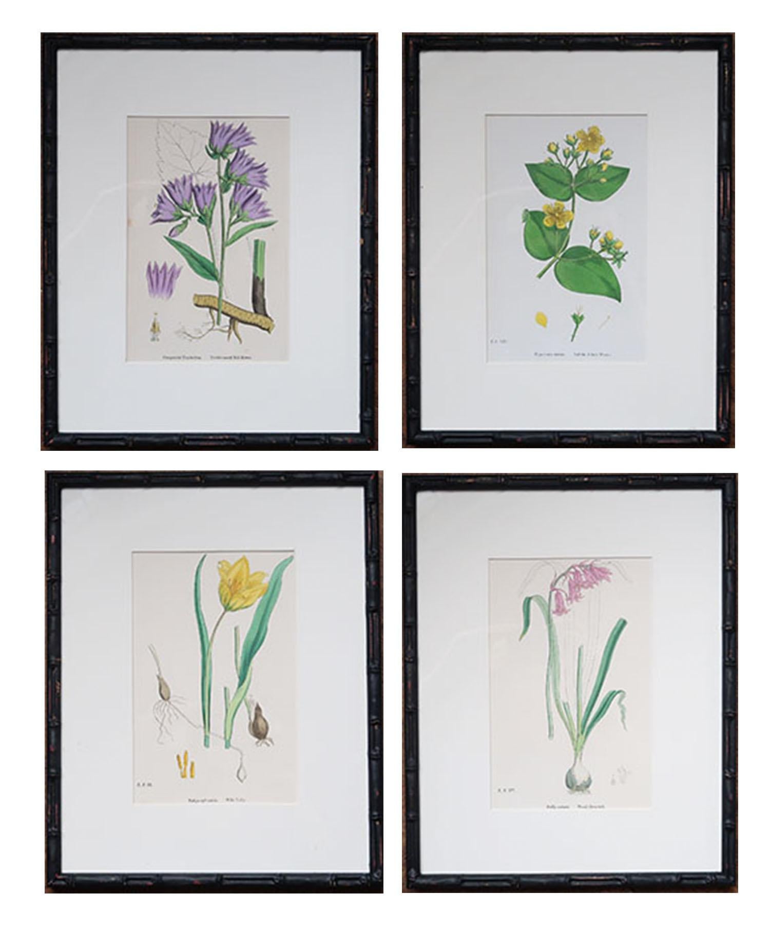 Chinoiserie Set of 15 Antique Botanical Prints in Ebonized Faux Bamboo Frames, C.1850