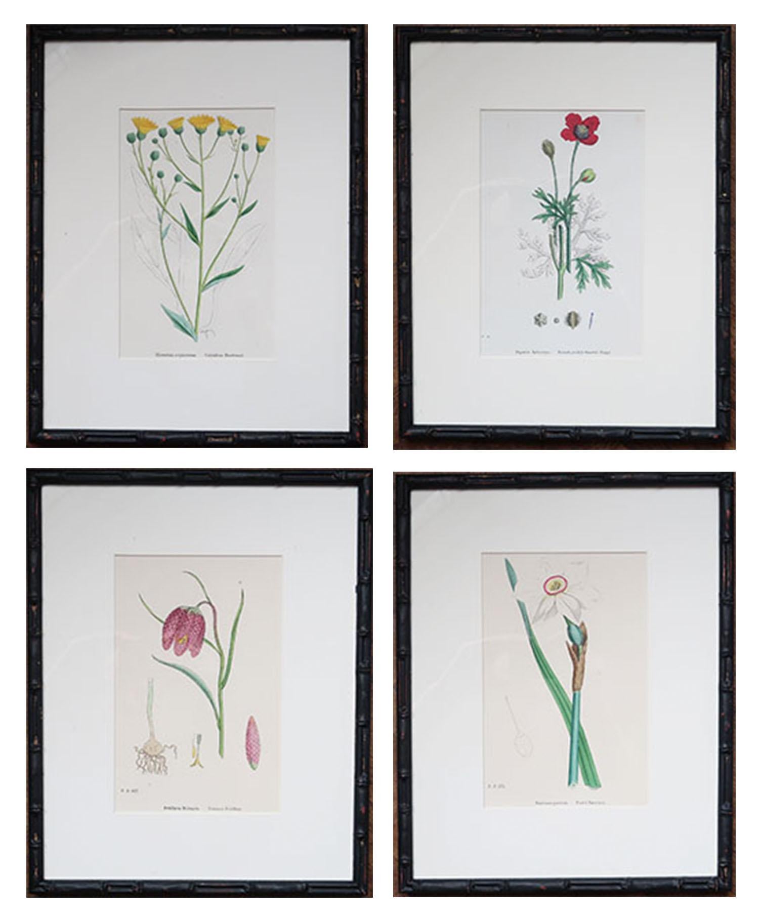 English Set of 15 Antique Botanical Prints in Ebonized Faux Bamboo Frames, C.1850