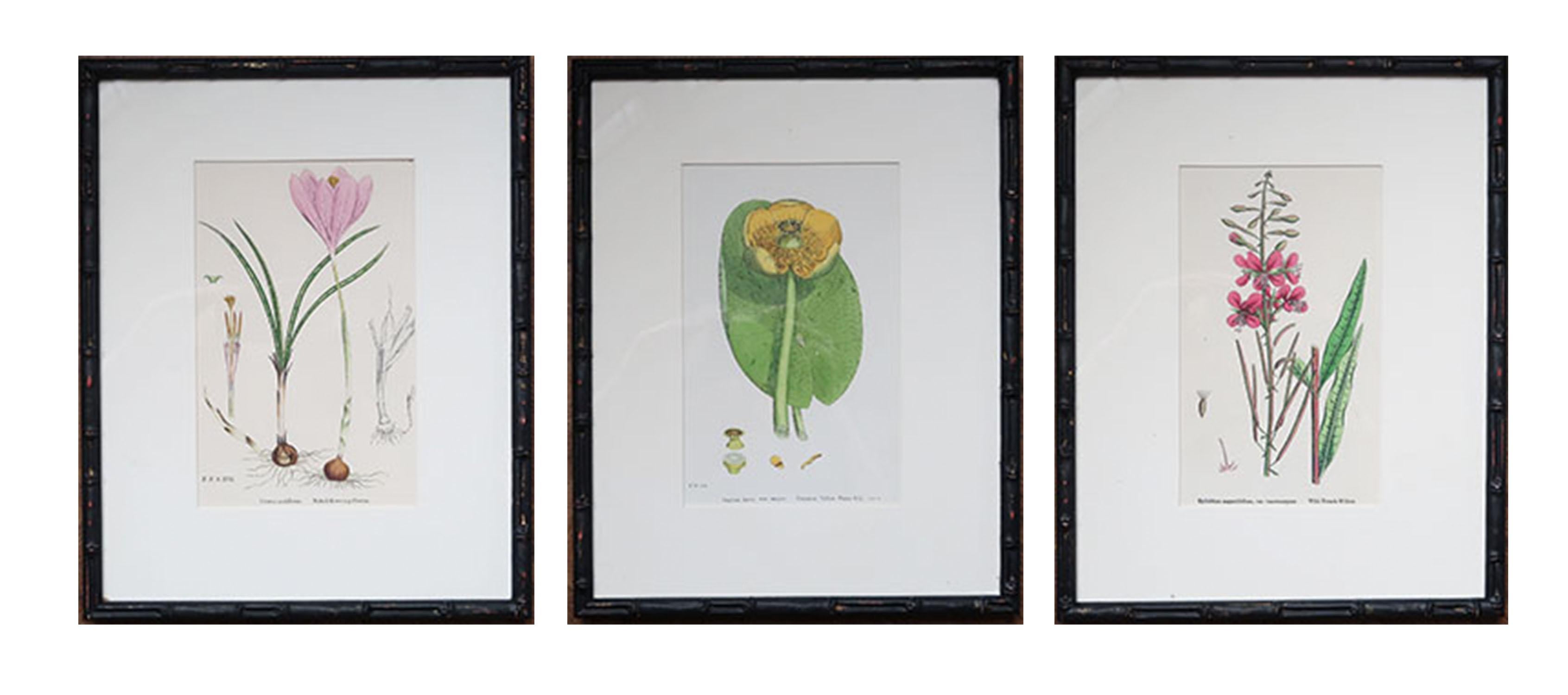 Set of 15 Antique Botanical Prints in Ebonized Faux Bamboo Frames, C.1850 In Good Condition In St Annes, Lancashire