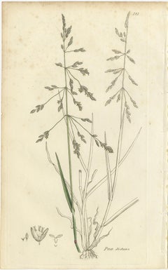 Set of 8 Antique Botanical Prints – Poa Grasses: Meadowgrass & Bluegrass ca.1830