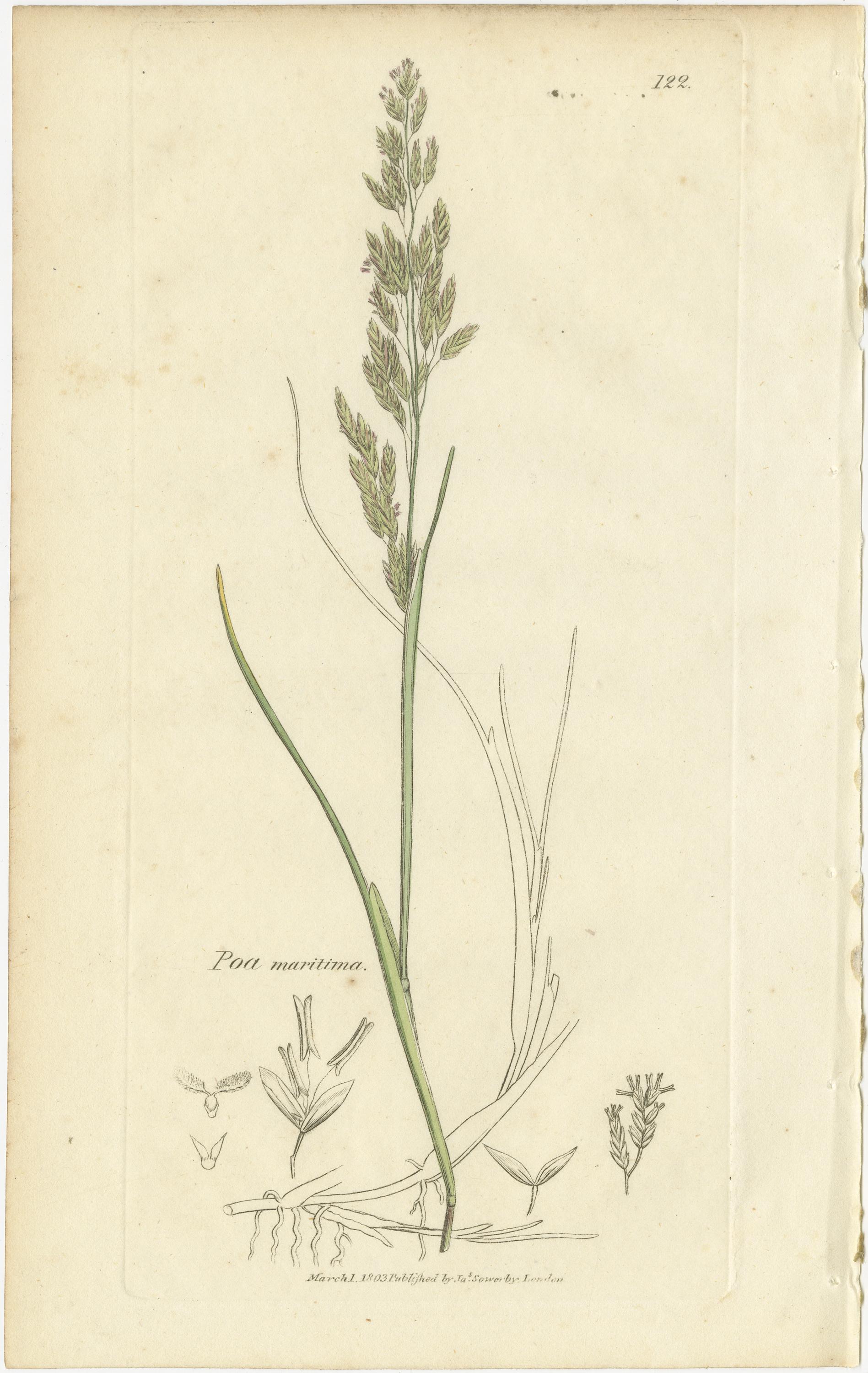 Britannique Ensemble de 8 estampes botaniques anciennes - Poa Grasses : Pâturin des prés et pâturin des prés vers 1830 en vente