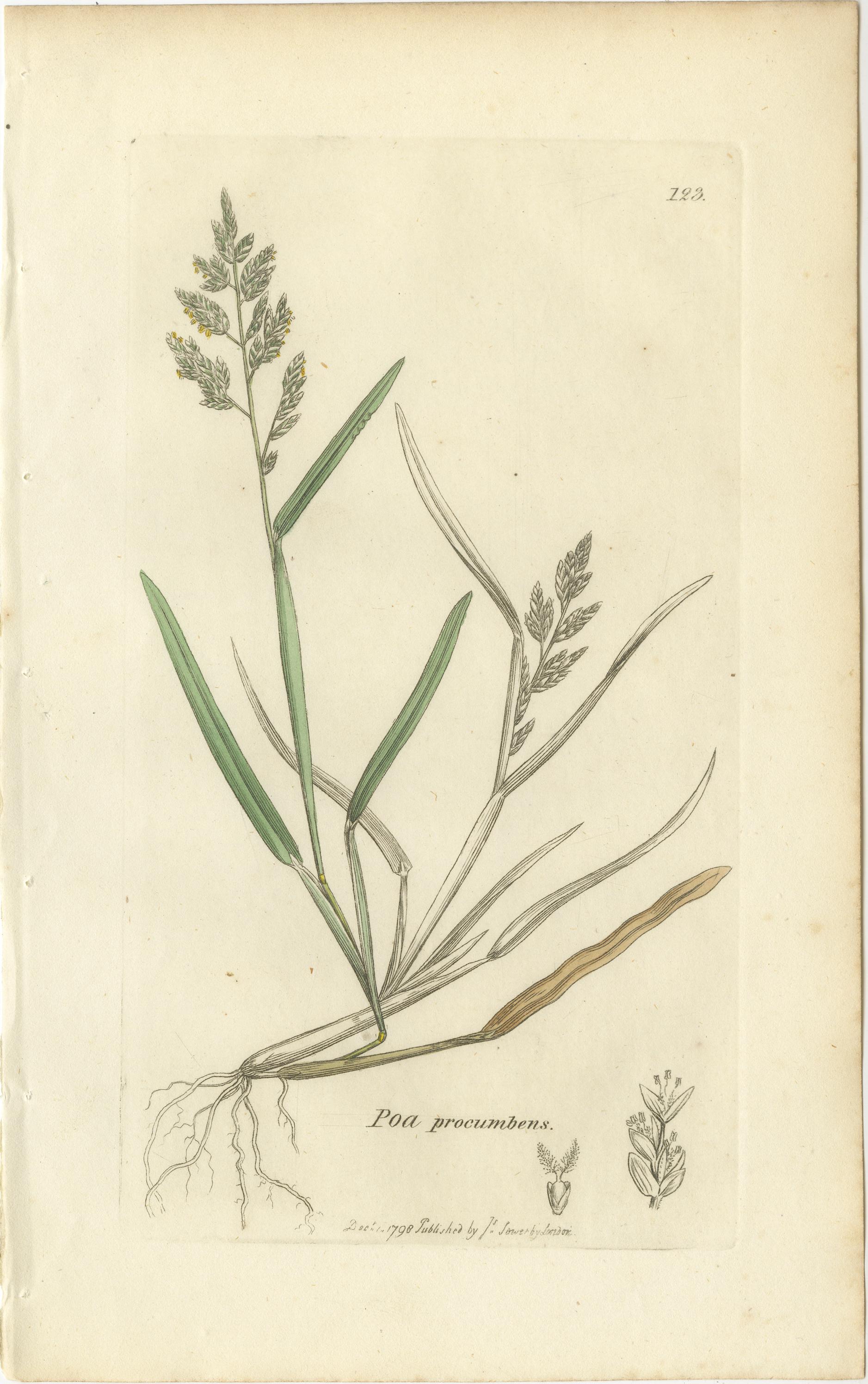 Gravé Ensemble de 8 estampes botaniques anciennes - Poa Grasses : Pâturin des prés et pâturin des prés vers 1830 en vente