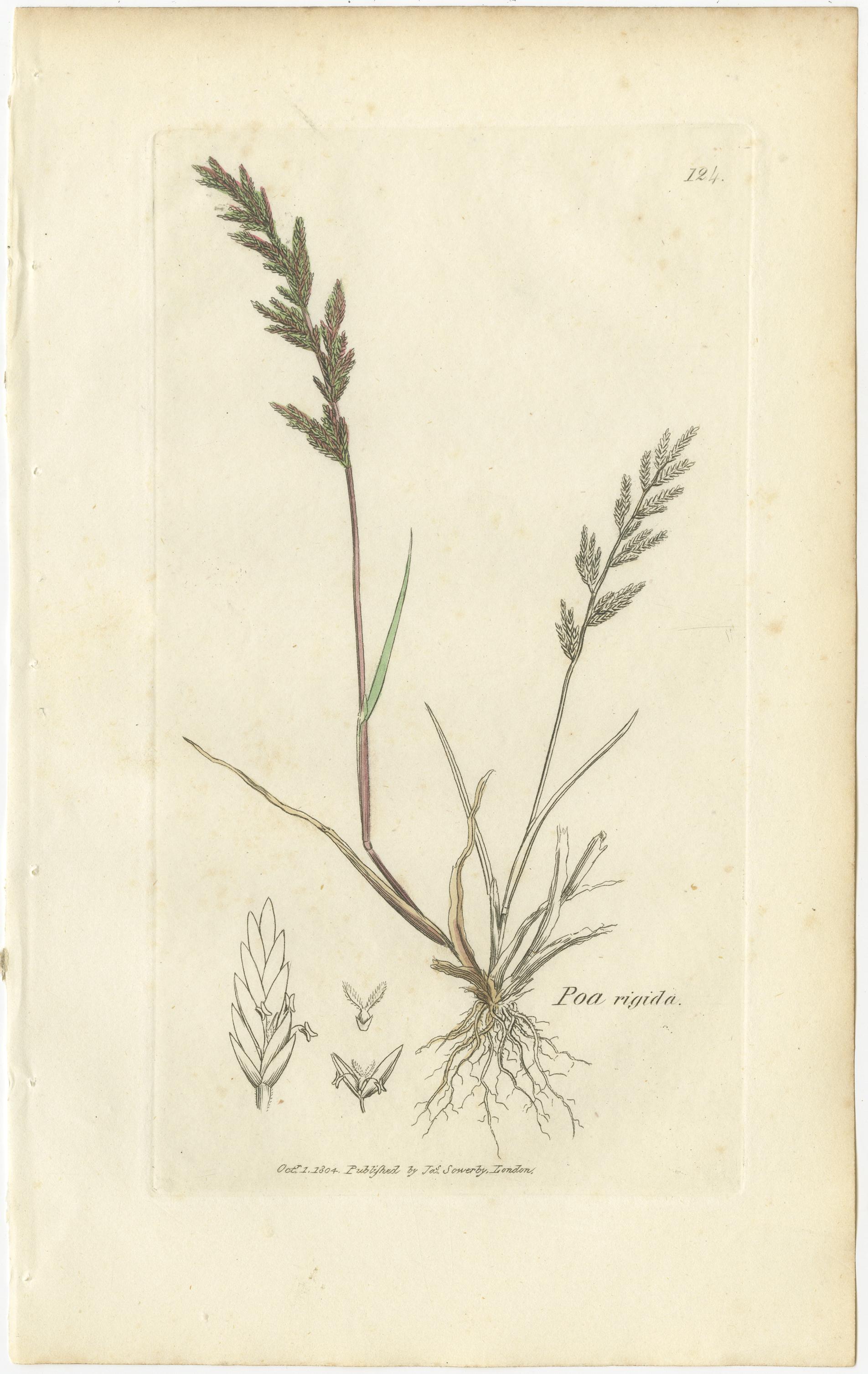 Ensemble de 8 estampes botaniques anciennes - Poa Grasses : Pâturin des prés et pâturin des prés vers 1830 Bon état - En vente à Langweer, NL