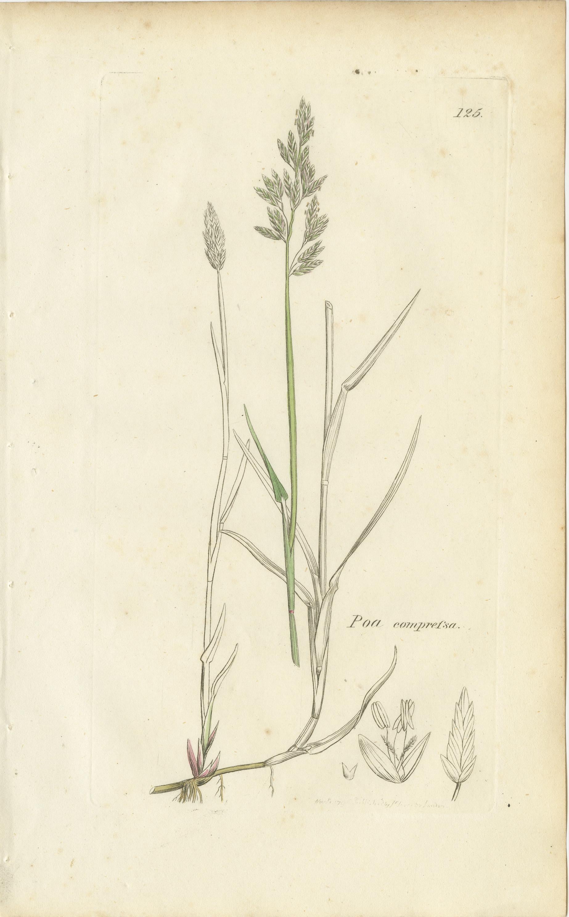 Milieu du XIXe siècle Ensemble de 8 estampes botaniques anciennes - Poa Grasses : Pâturin des prés et pâturin des prés vers 1830 en vente