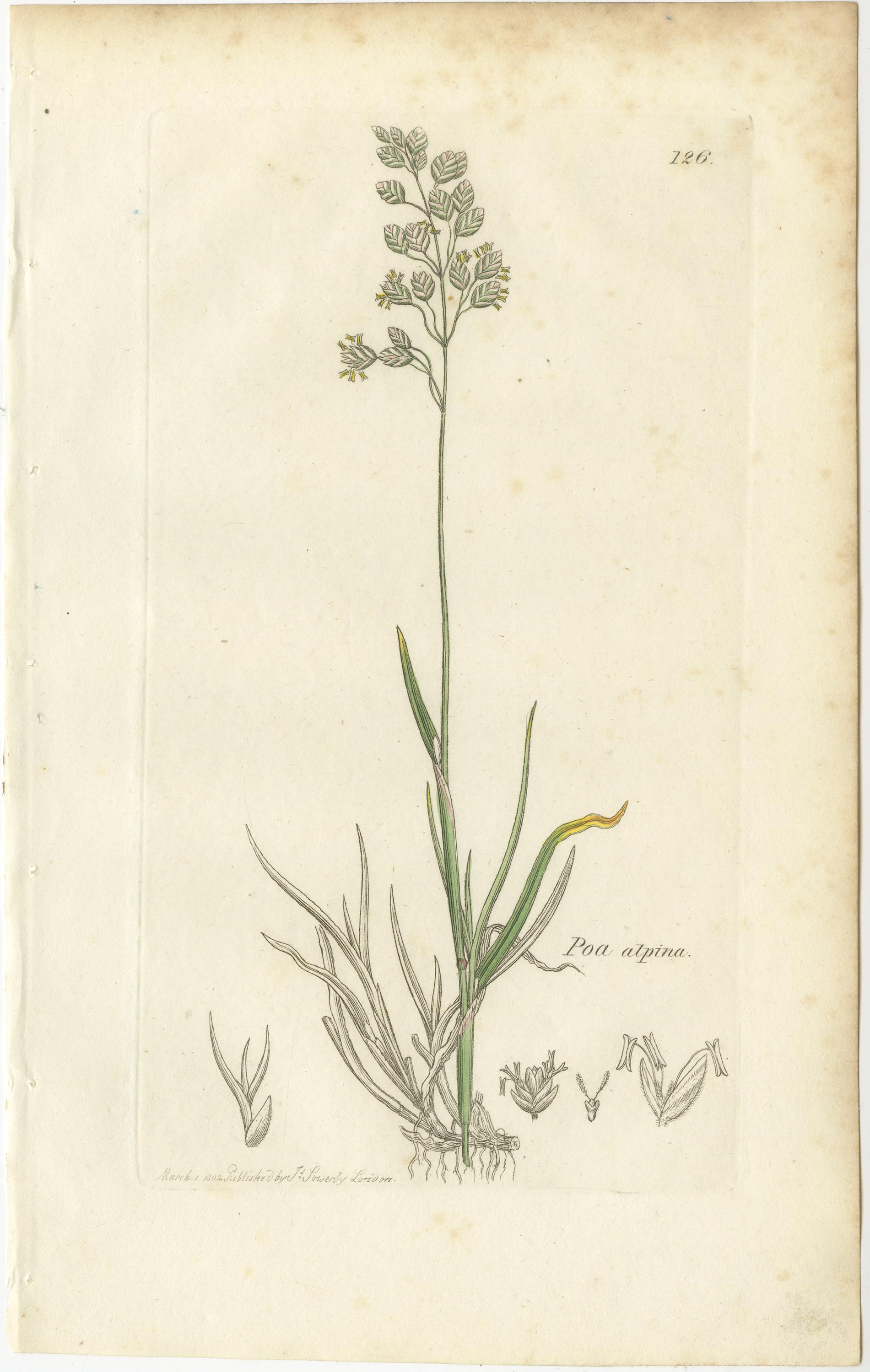 Papier Ensemble de 8 estampes botaniques anciennes - Poa Grasses : Pâturin des prés et pâturin des prés vers 1830 en vente
