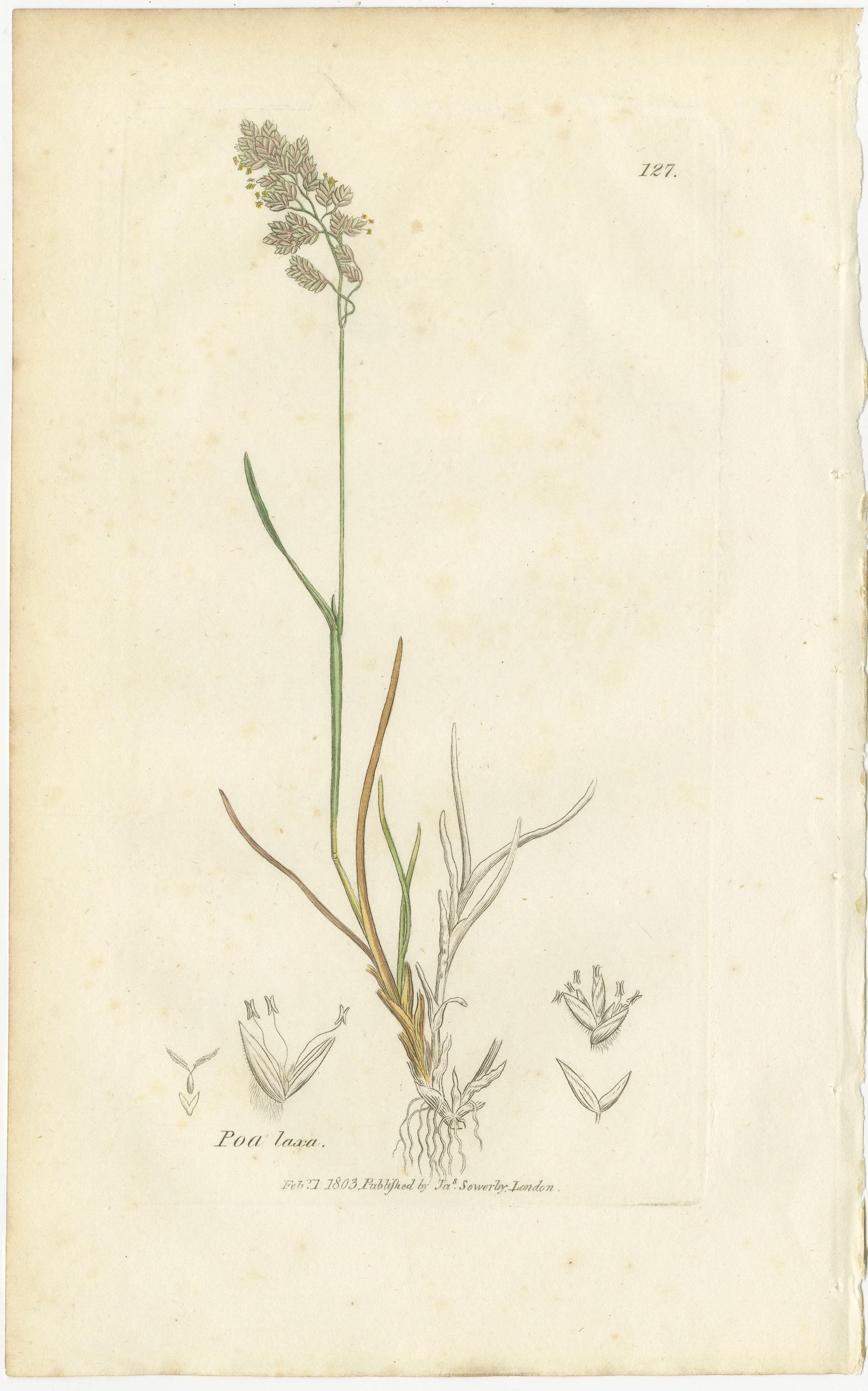 Ensemble de 8 estampes botaniques anciennes - Poa Grasses : Pâturin des prés et pâturin des prés vers 1830 en vente 1
