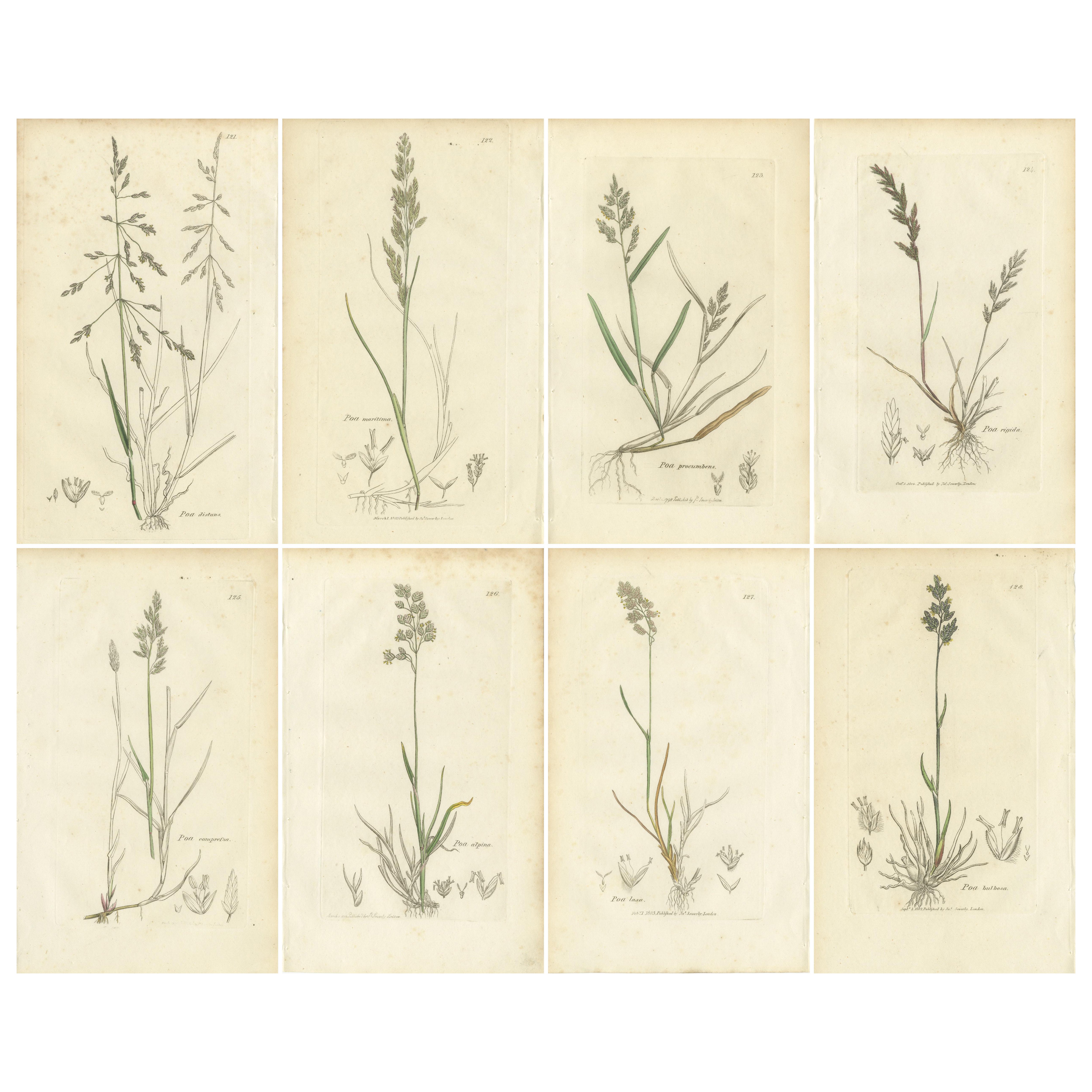 Ensemble de 8 estampes botaniques anciennes - Poa Grasses : Pâturin des prés et pâturin des prés vers 1830 en vente