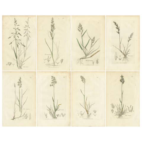 Set of 8 Antique Botanical Prints – Poa Grasses: Meadowgrass & Bluegrass ca.1830