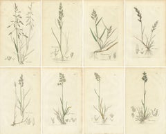 Set of 8 Antique Botanical Prints – Poa Grasses: Meadowgrass & Bluegrass ca.1830