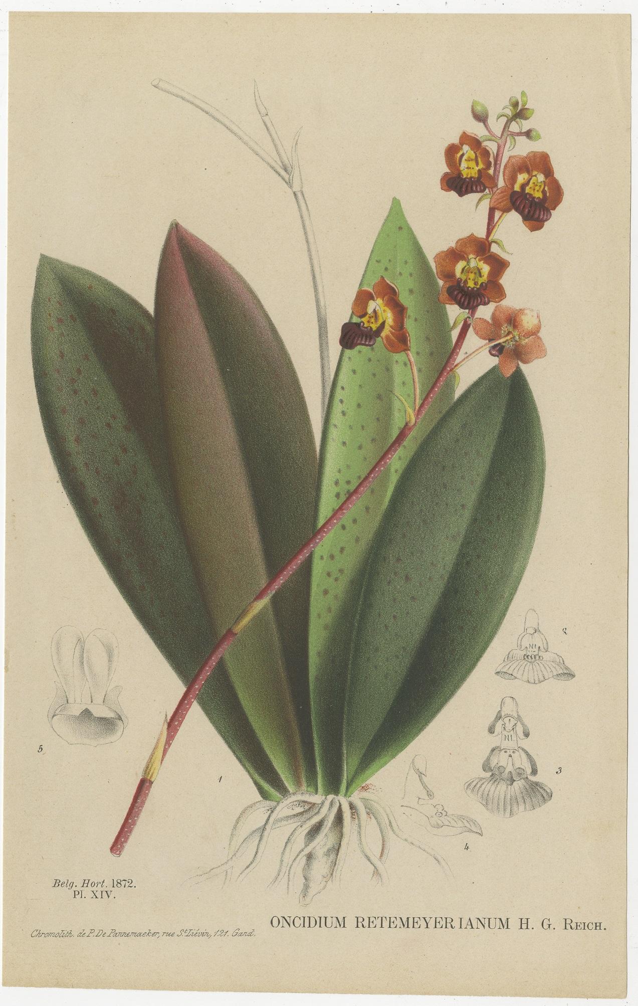 19th Century Set of 8 Antique Botany Prints, Begonia Lubbersi 'c.1880'