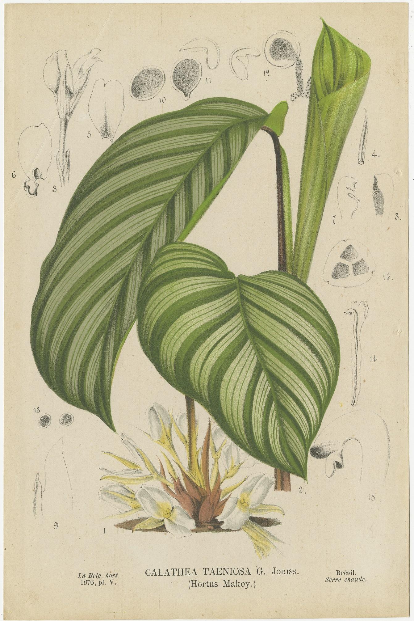 Paper Set of 8 Antique Botany Prints, Begonia Lubbersi 'c.1880'