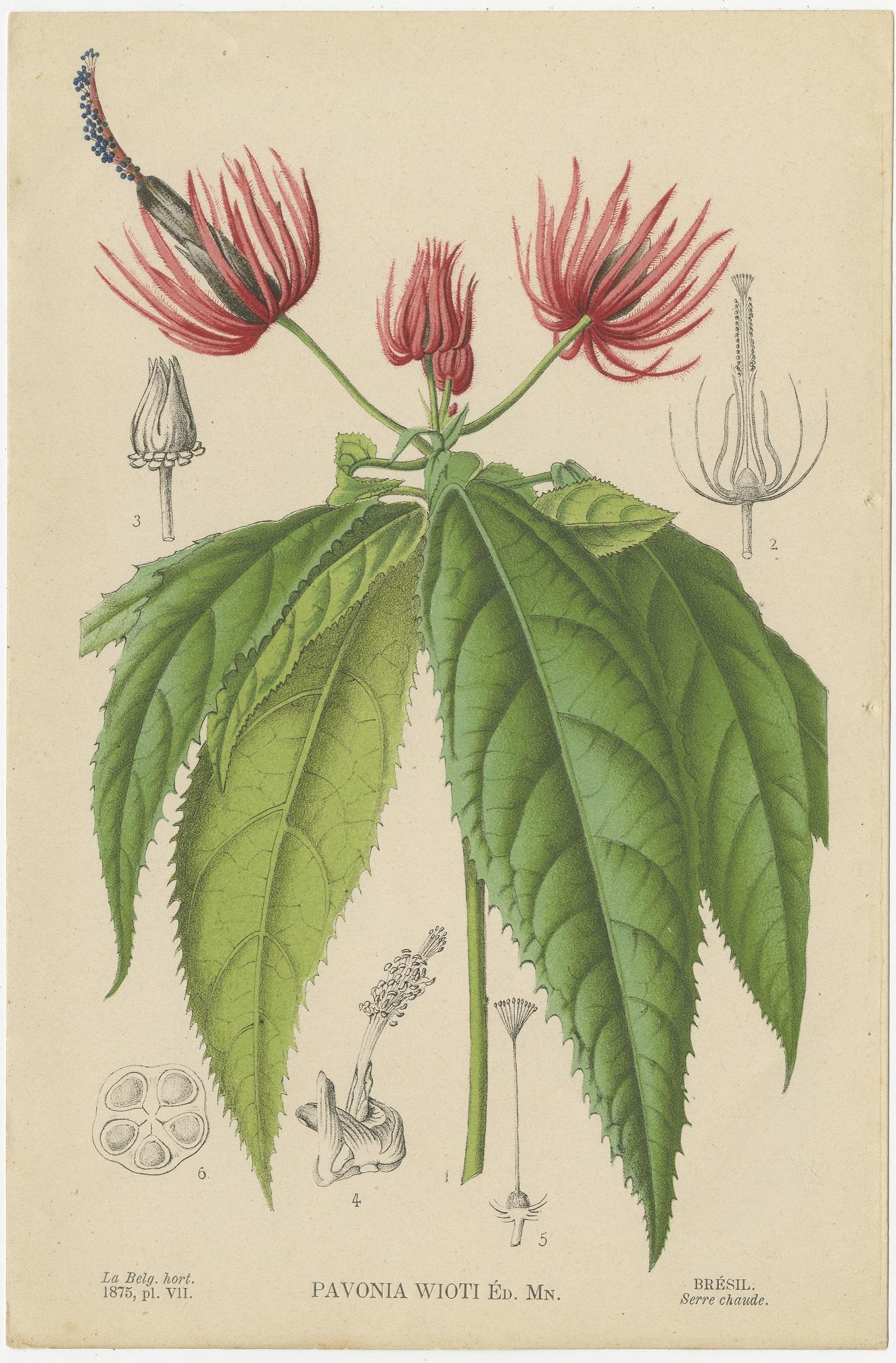 Set of 8 Antique Botany Prints, Begonia Lubbersi 'c.1880' 1