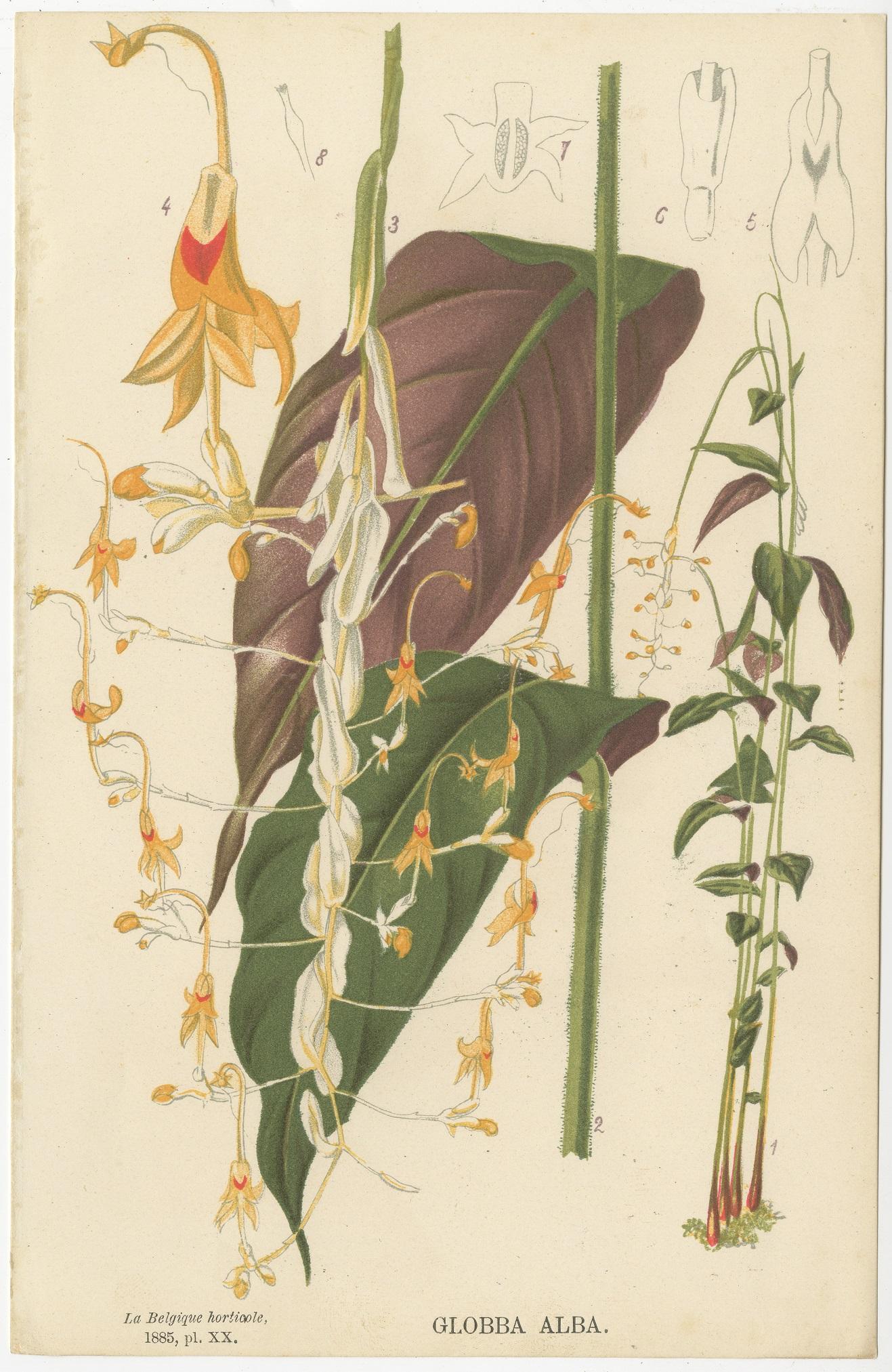 Set of 8 Antique Botany Prints, Begonia Lubbersi 'c.1880' 2