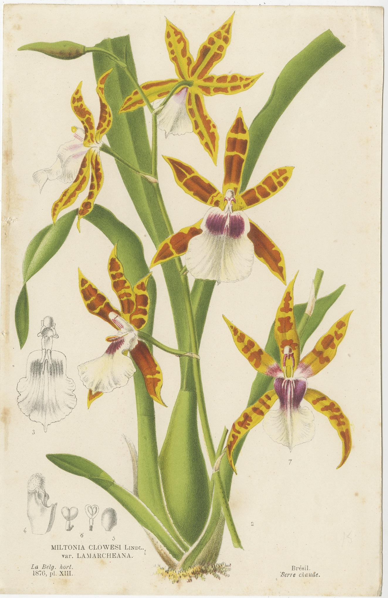 Set of 8 Antique Botany Prints, Begonia Lubbersi 'c.1880' 3