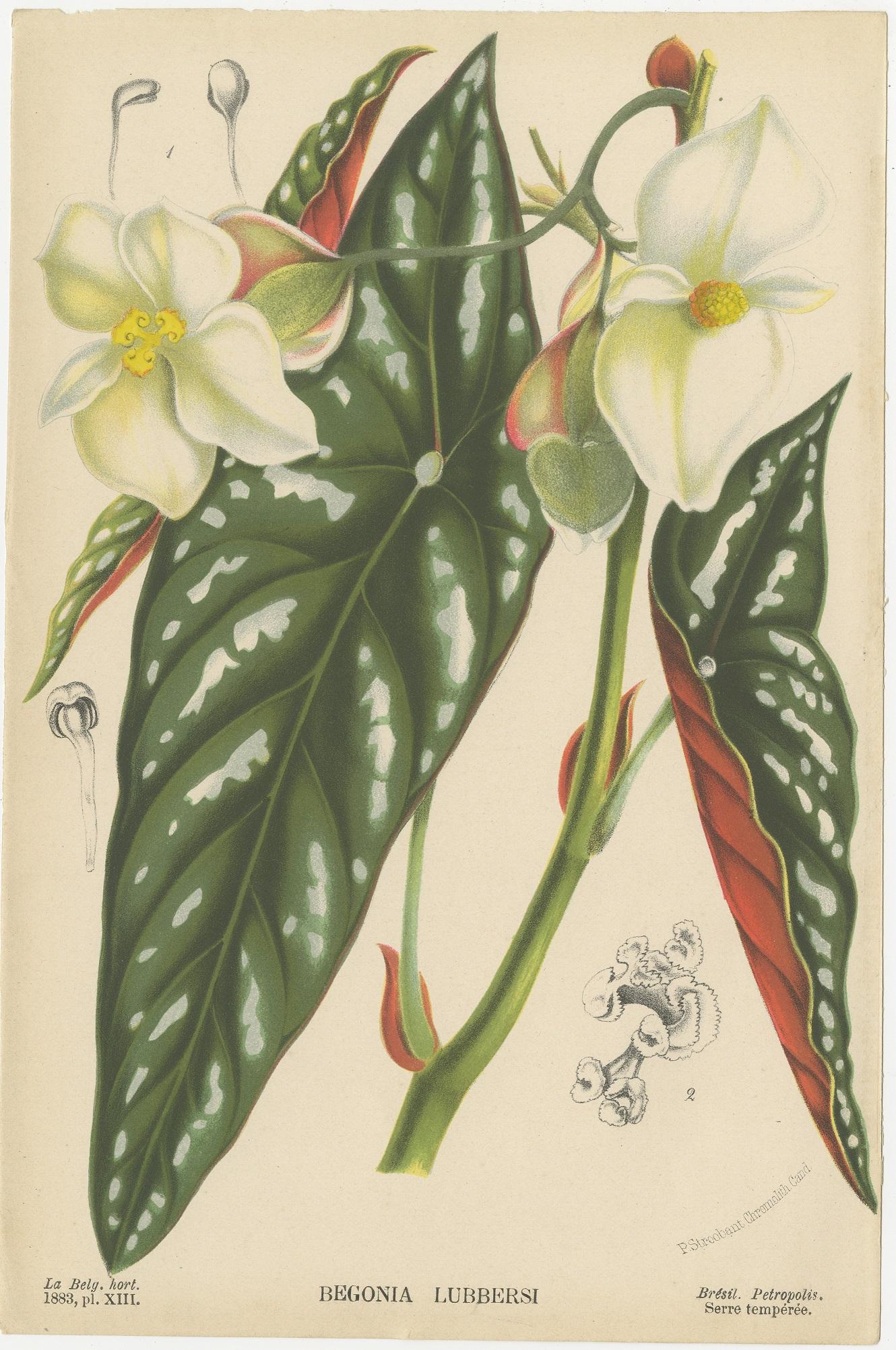 Set of 8 Antique Botany Prints, Begonia Lubbersi 'c.1880' 4
