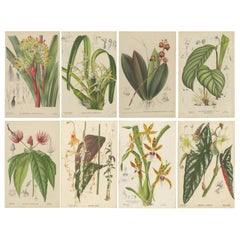 Set of 8 Antique Botany Prints, Begonia Lubbersi 'c.1880'