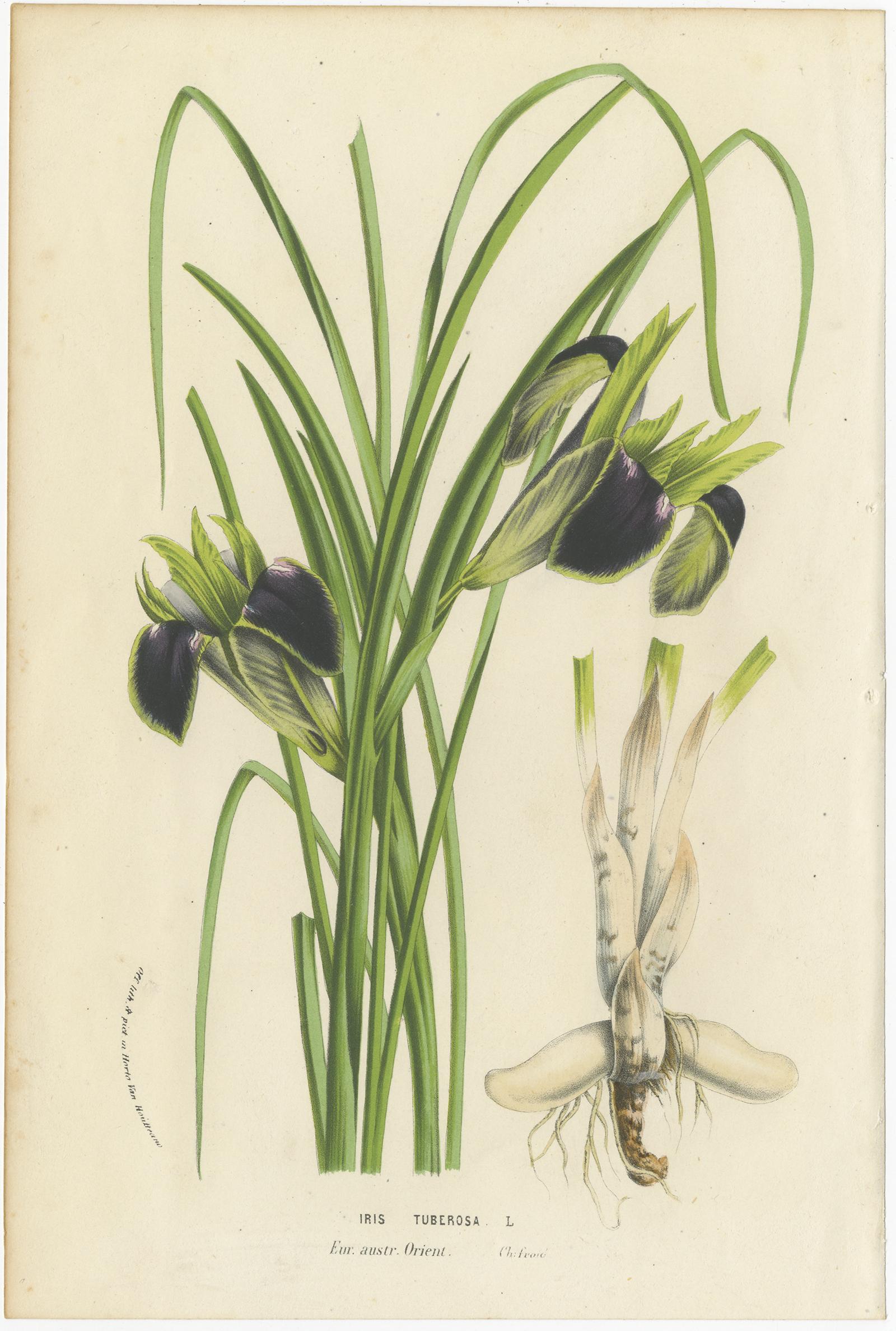 Paper Set of 8 Antique Botany Prints, Salvia, Lily, Wisteria, Iris Tuberosa, 1856
