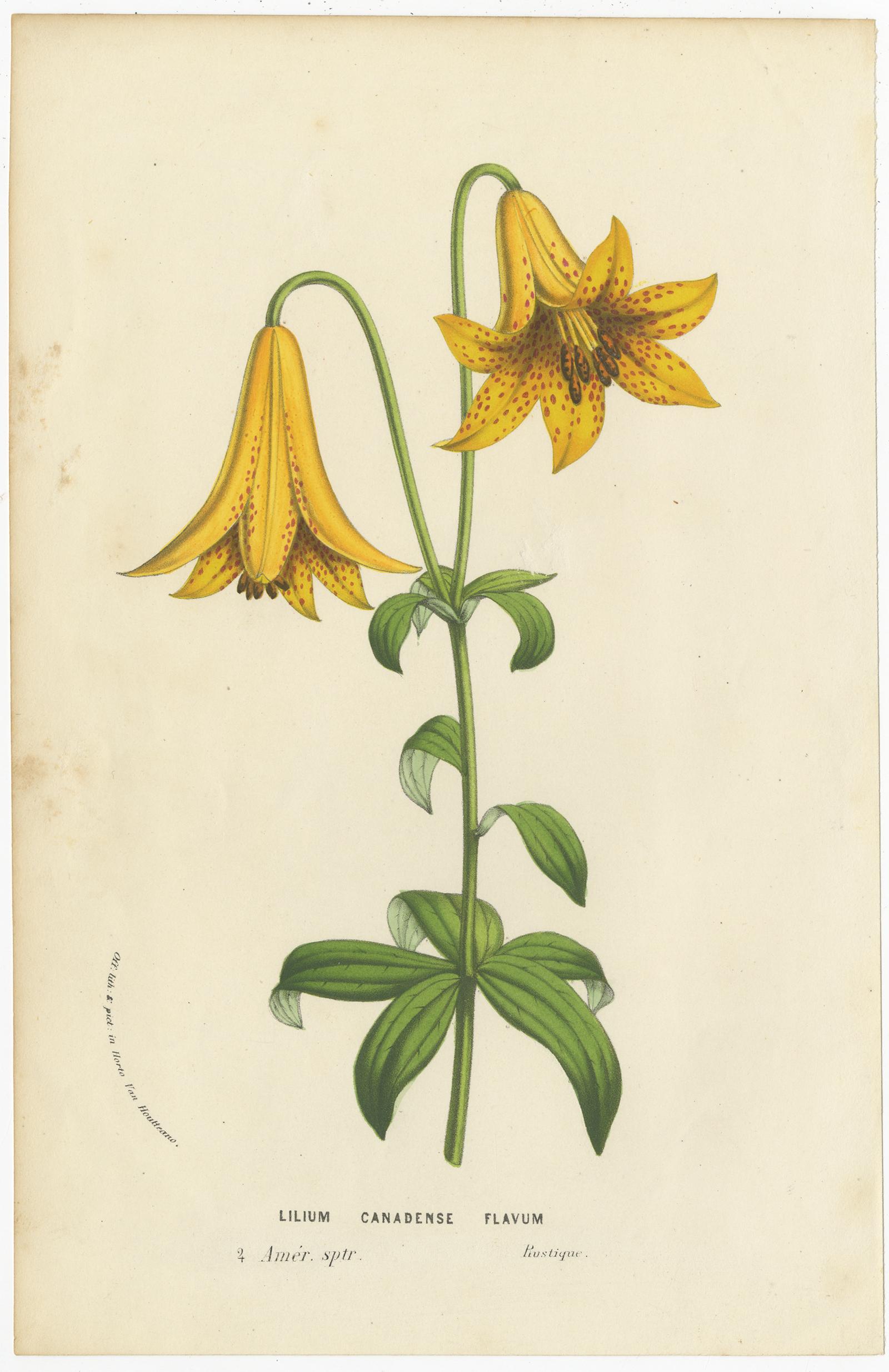 Set of 8 Antique Botany Prints, Salvia, Lily, Wisteria, Iris Tuberosa, 1856 2