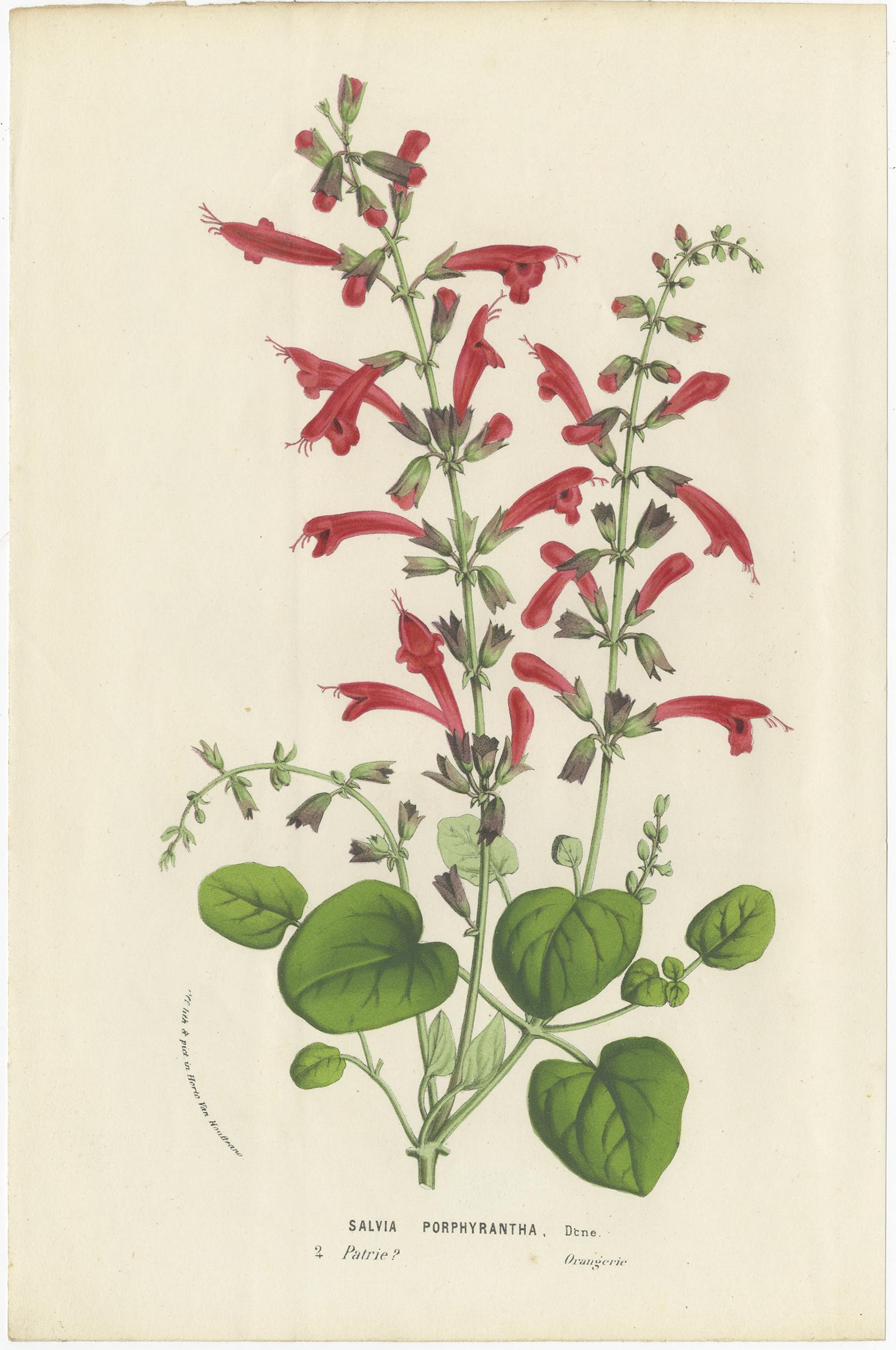 Set of 8 Antique Botany Prints, Salvia, Lily, Wisteria, Iris Tuberosa, 1856 3
