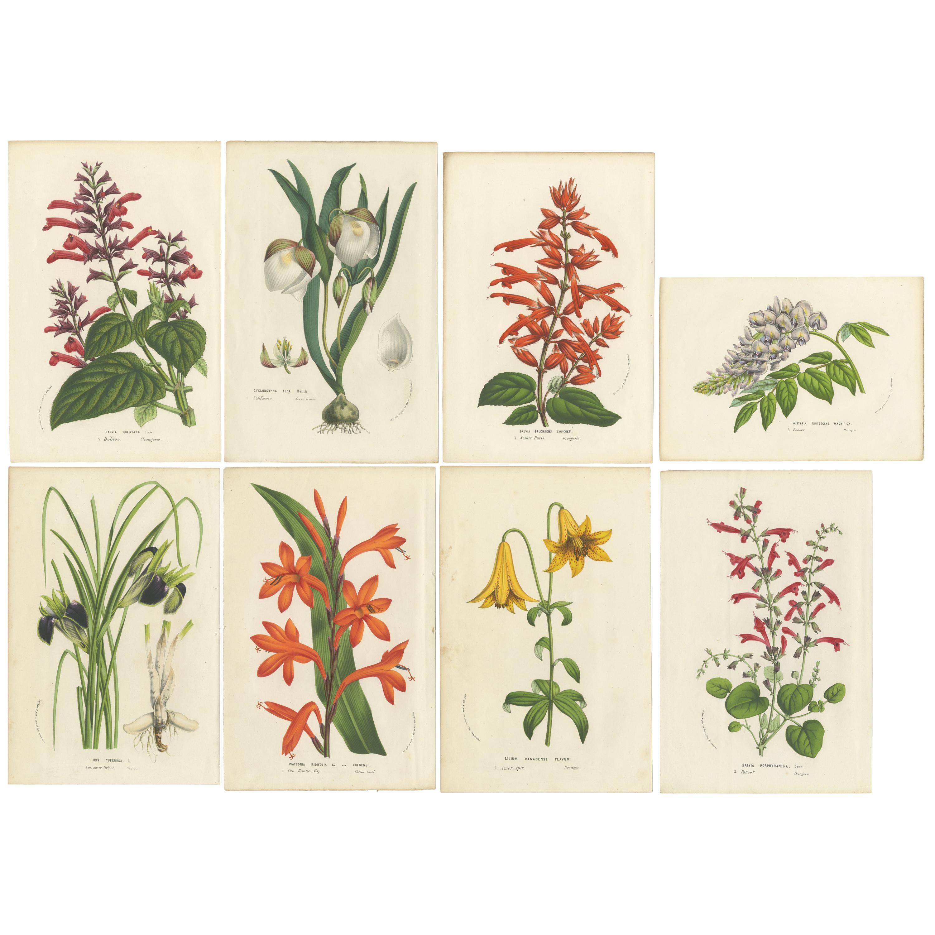 Set of 8 Antique Botany Prints, Salvia, Lily, Wisteria, Iris Tuberosa, 1856