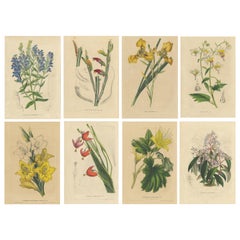 Set of 8 Antique Botany Prints, Scutellaria, Gladiolus, Rigidella, 1849