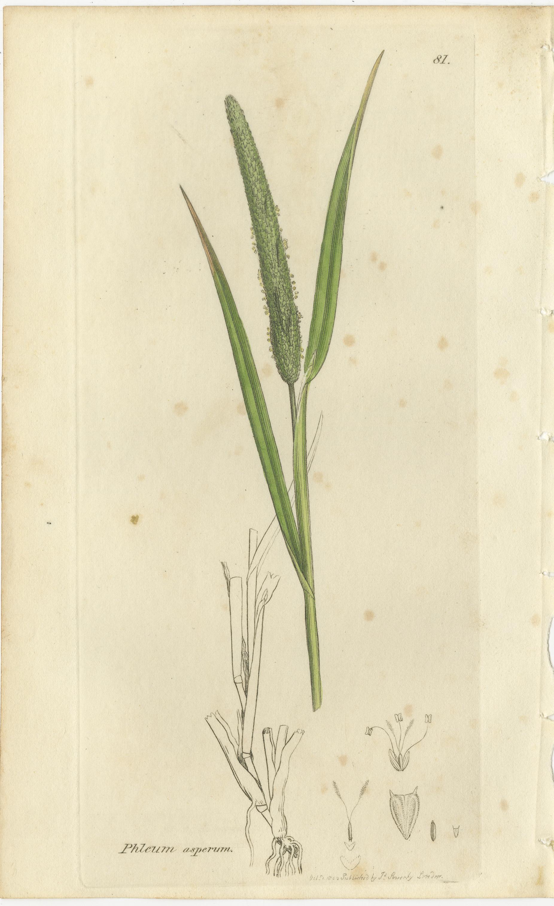 Ensemble de 8 gravures botaniques anciennes de fléole des prés et de sétaires, c.I.C.

Cet ensemble raffiné de huit gravures botaniques anciennes illustre une sélection de graminées des prairies britanniques, en particulier les genres gracieux et