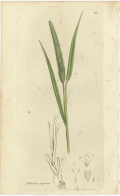 Set of 8 Antique Engravings of Meadow Grasses: Timothy & Foxtail, c.1830