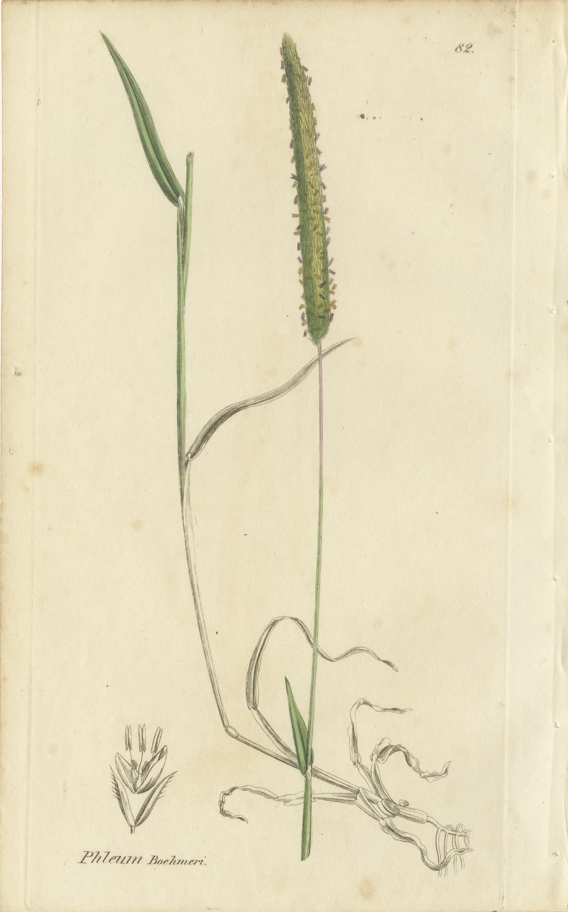 Britannique Ensemble de 8 gravures anciennes d'herbes de prairie : Fléole des prés et sétaire, c.I.C. en vente