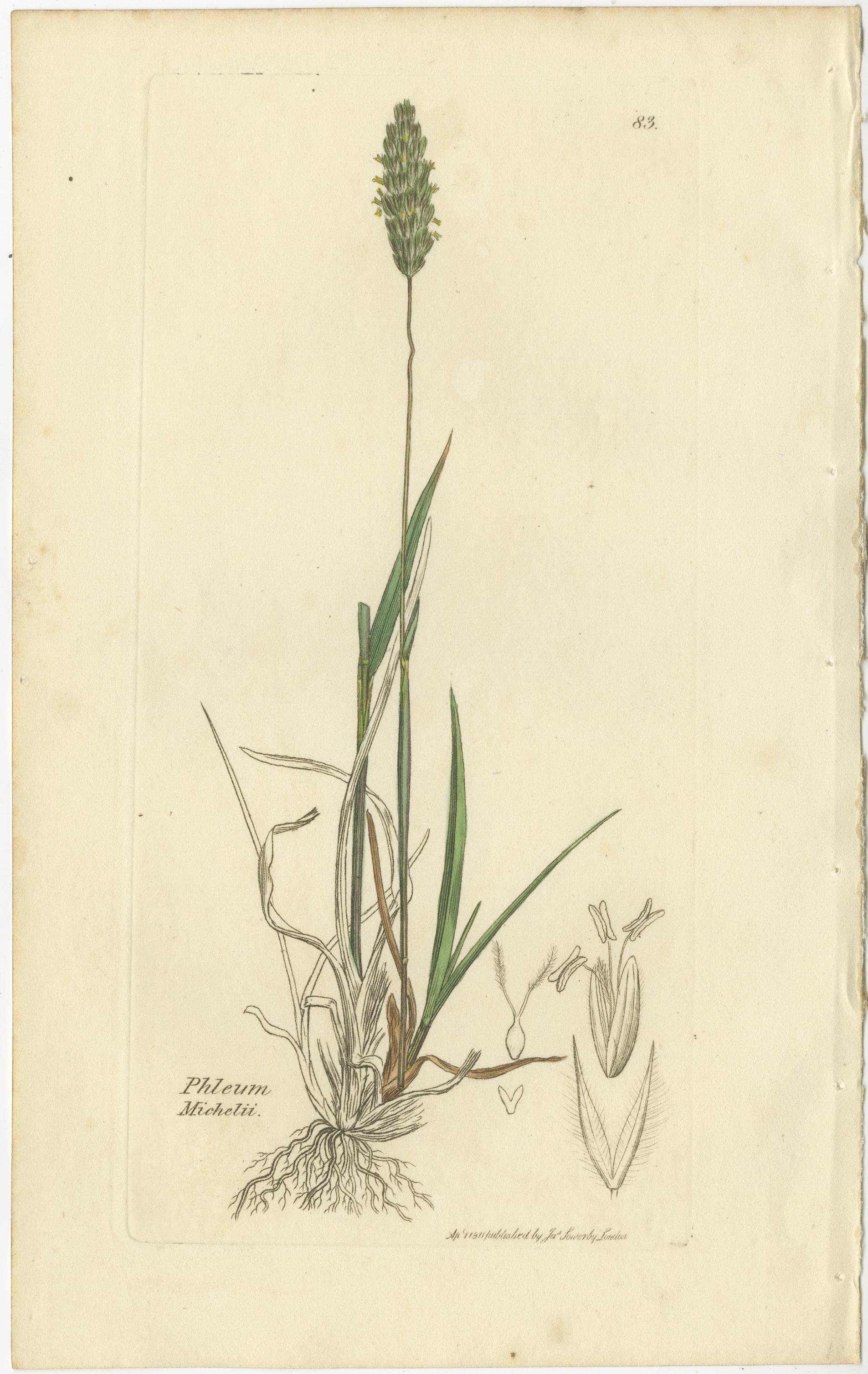 Gravé Ensemble de 8 gravures anciennes d'herbes de prairie : Fléole des prés et sétaire, c.I.C. en vente