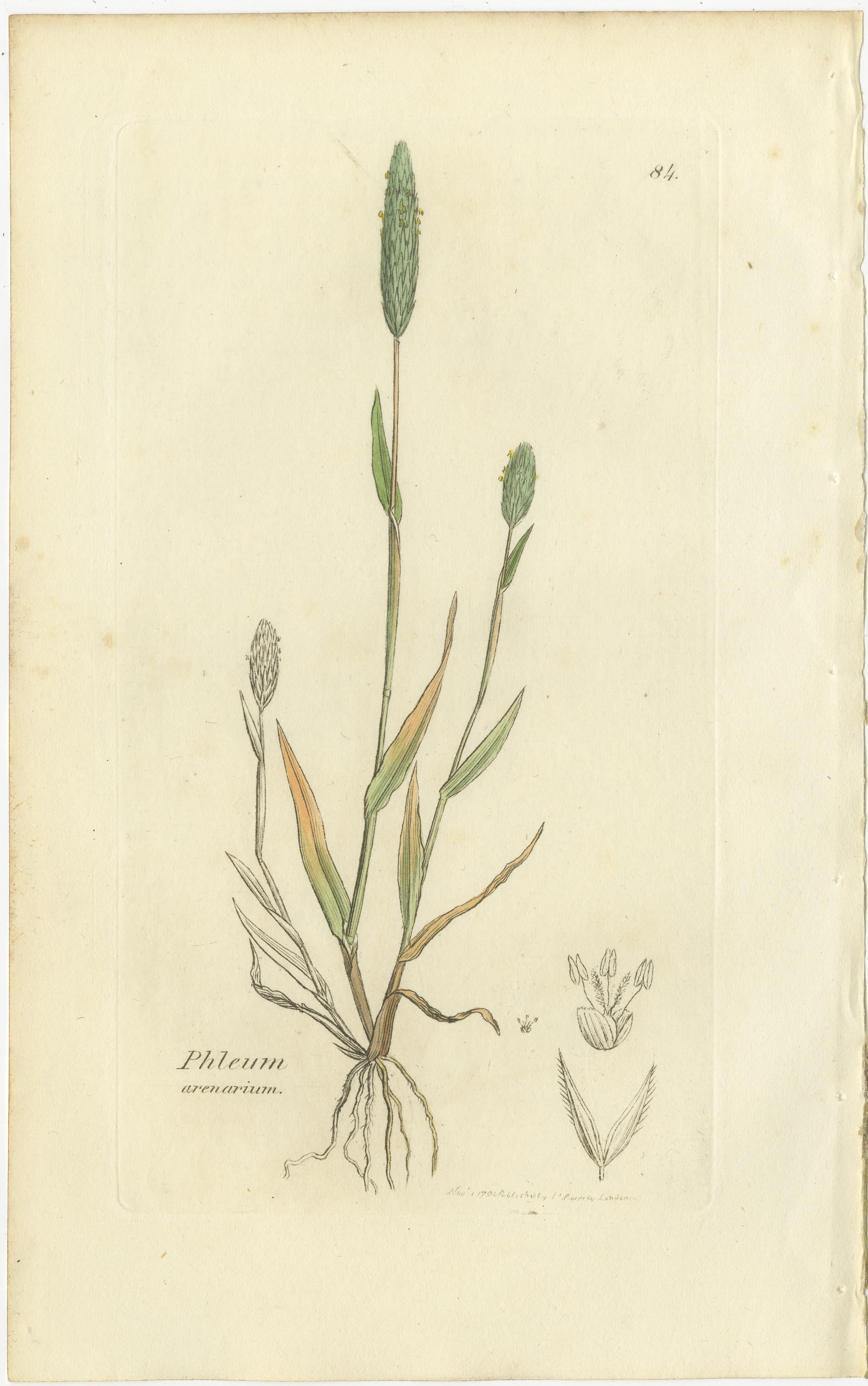 Ensemble de 8 gravures anciennes d'herbes de prairie : Fléole des prés et sétaire, c.I.C. Bon état - En vente à Langweer, NL