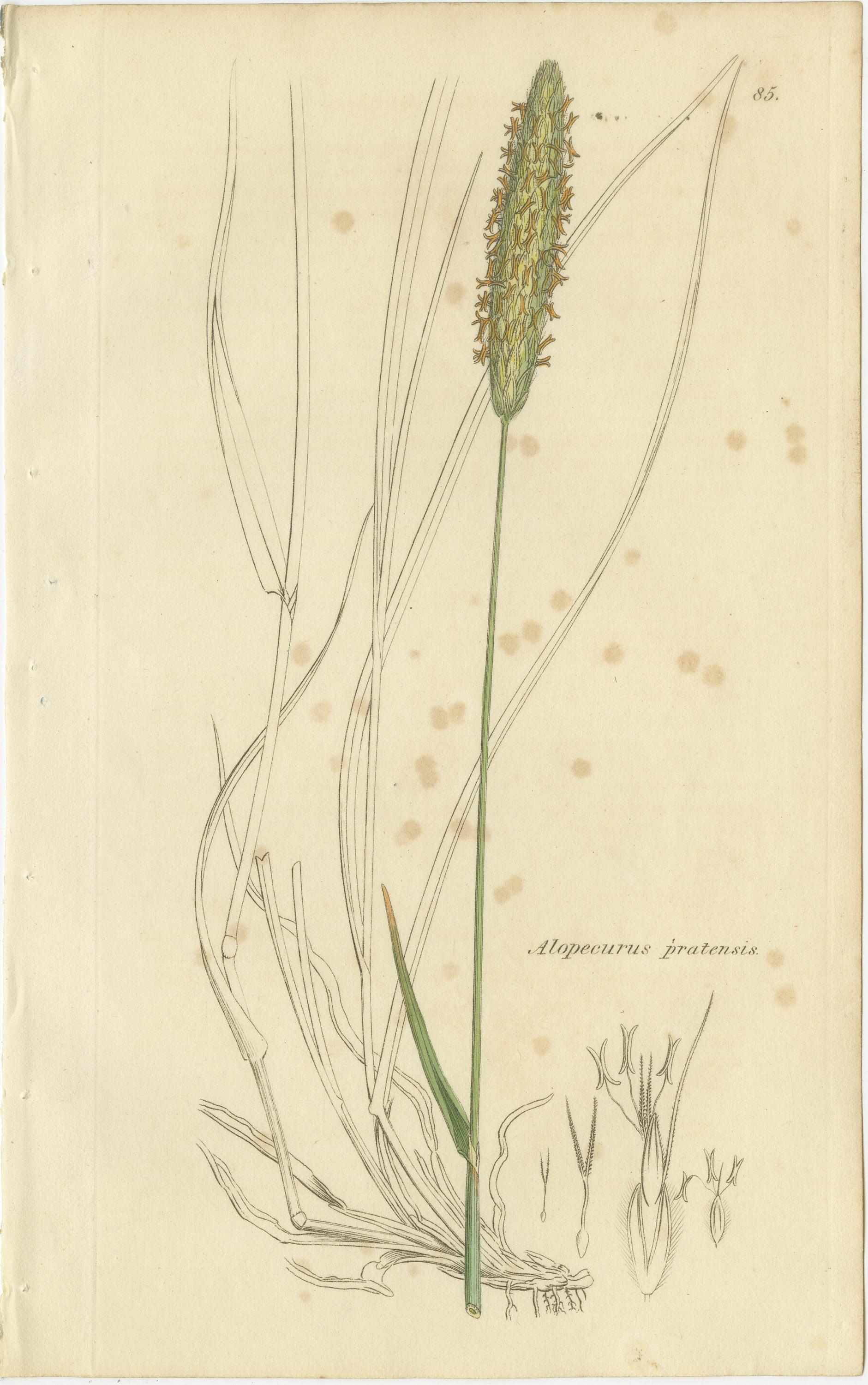 Milieu du XIXe siècle Ensemble de 8 gravures anciennes d'herbes de prairie : Fléole des prés et sétaire, c.I.C. en vente
