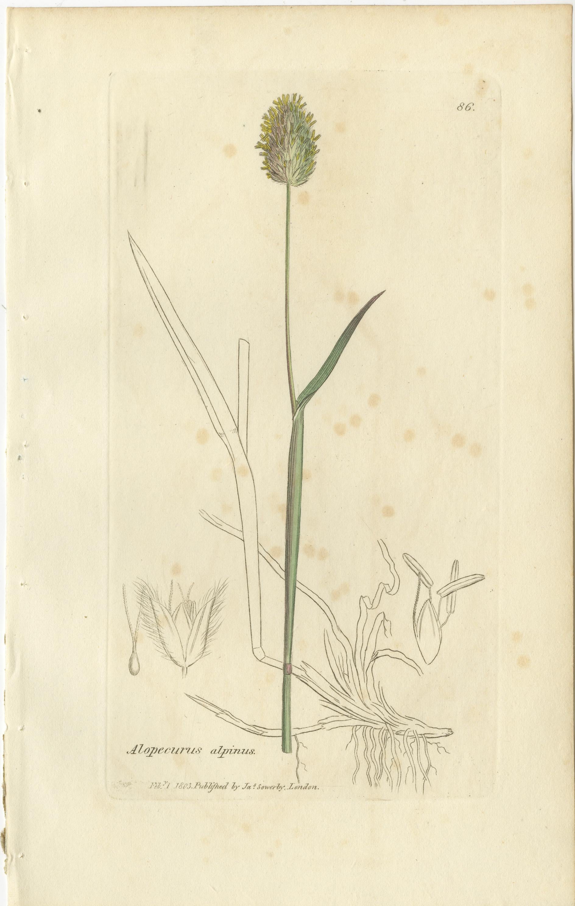 Papier Ensemble de 8 gravures anciennes d'herbes de prairie : Fléole des prés et sétaire, c.I.C. en vente