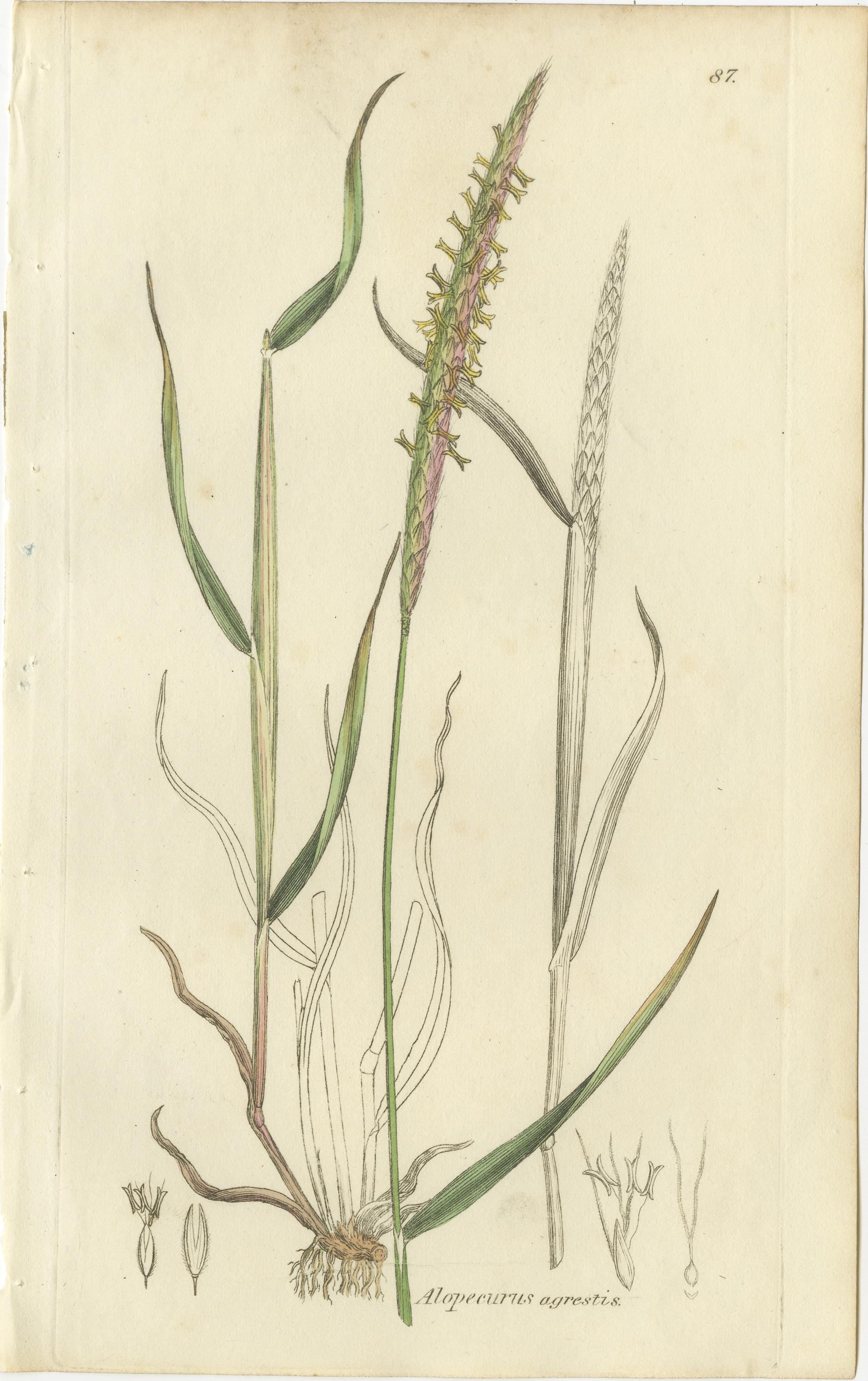 Ensemble de 8 gravures anciennes d'herbes de prairie : Fléole des prés et sétaire, c.I.C. en vente 1