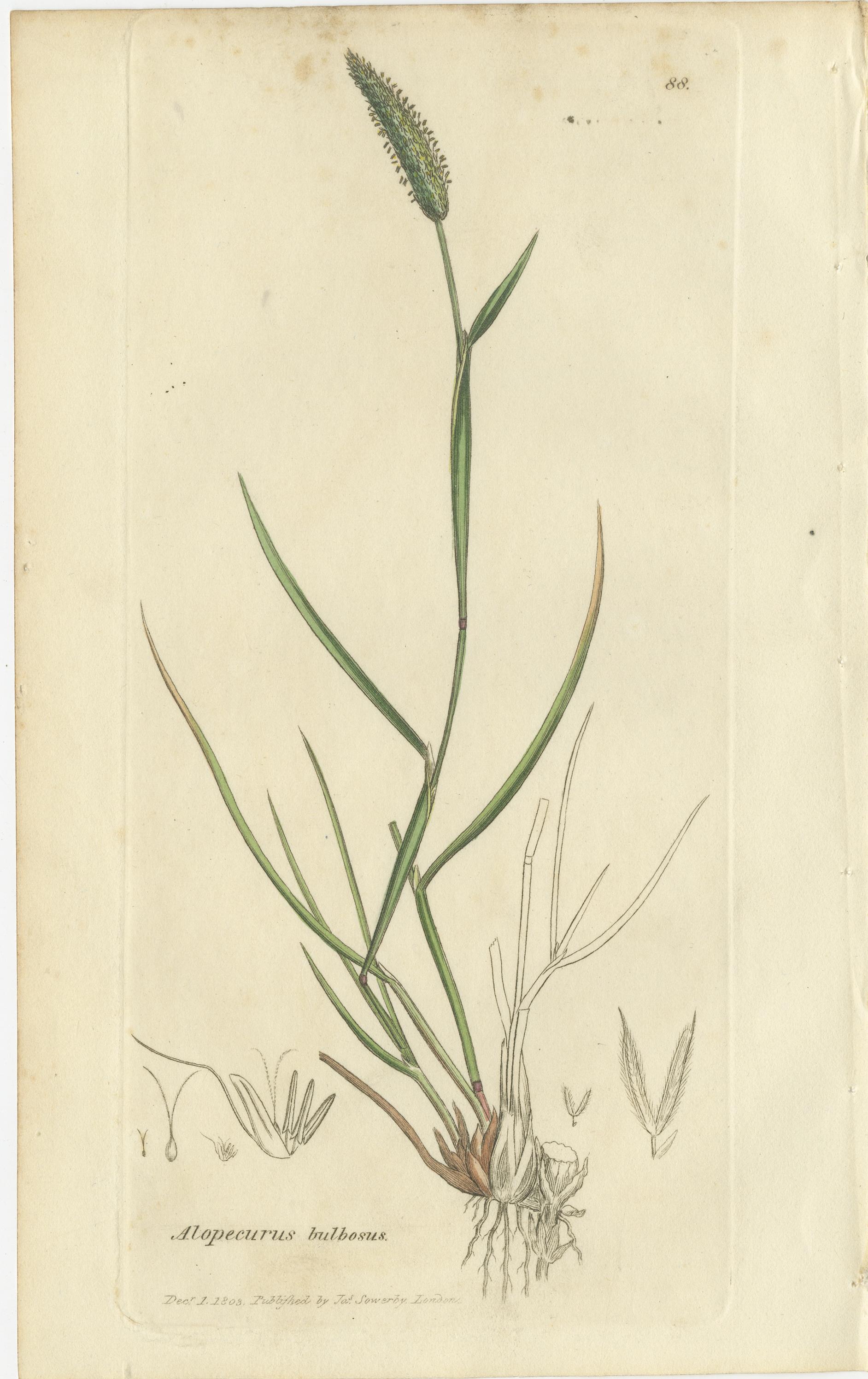 Ensemble de 8 gravures anciennes d'herbes de prairie : Fléole des prés et sétaire, c.I.C. en vente 2