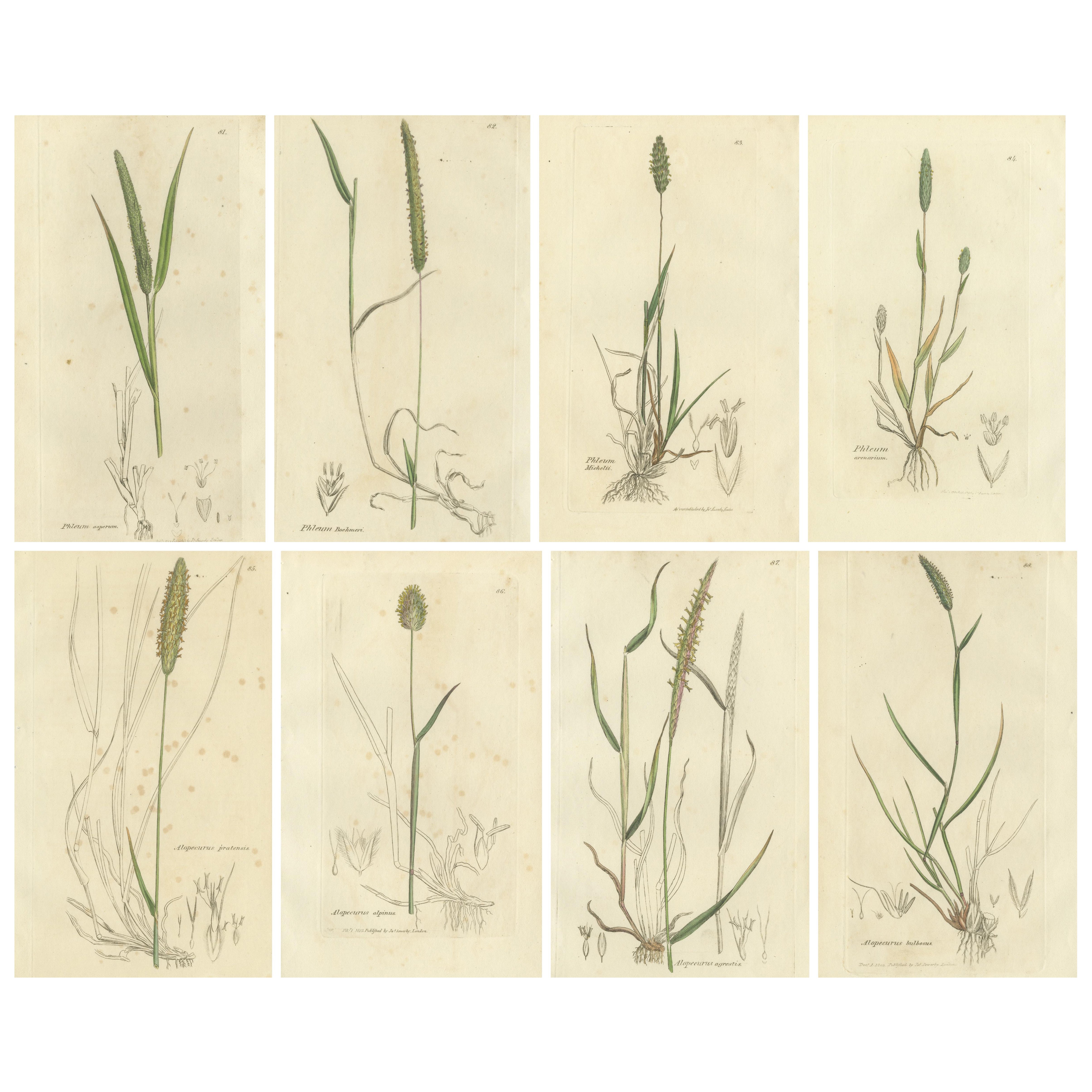 Ensemble de 8 gravures anciennes d
herbes de prairie : Fléole des prés et sétaire, c.I.C.