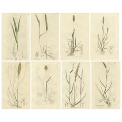 Ensemble de 8 gravures anciennes d
herbes de prairie : Fléole des prés et sétaire, c.I.C.