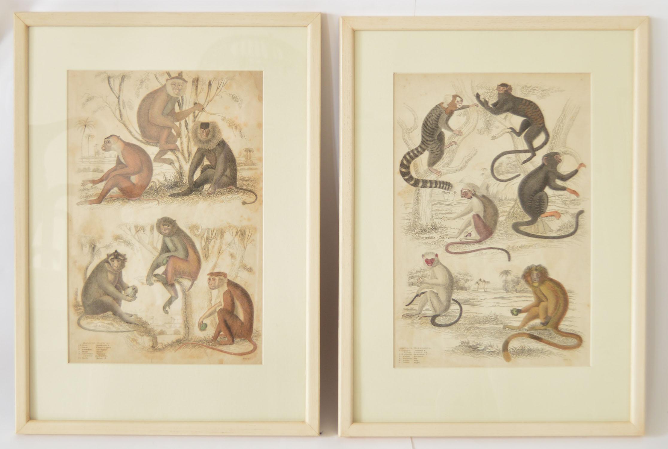 Wonderful set of 8 antique monkey prints.

Great muted colors. Original color.

Presented in our own custom made faux ivory frames.

Matted with cream card.

Lithographs after the original drawings by Captain Brown.

Published