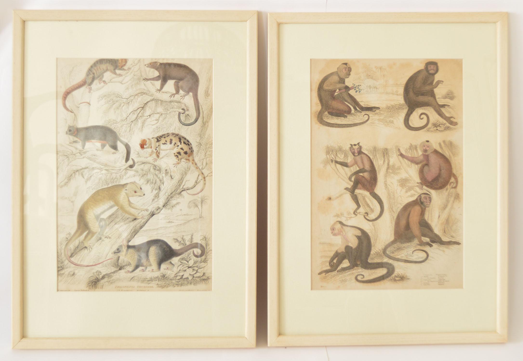 Anglo-Indian Set of 8 Antique Monkey Prints in Faux Ivory Frames, 1830s